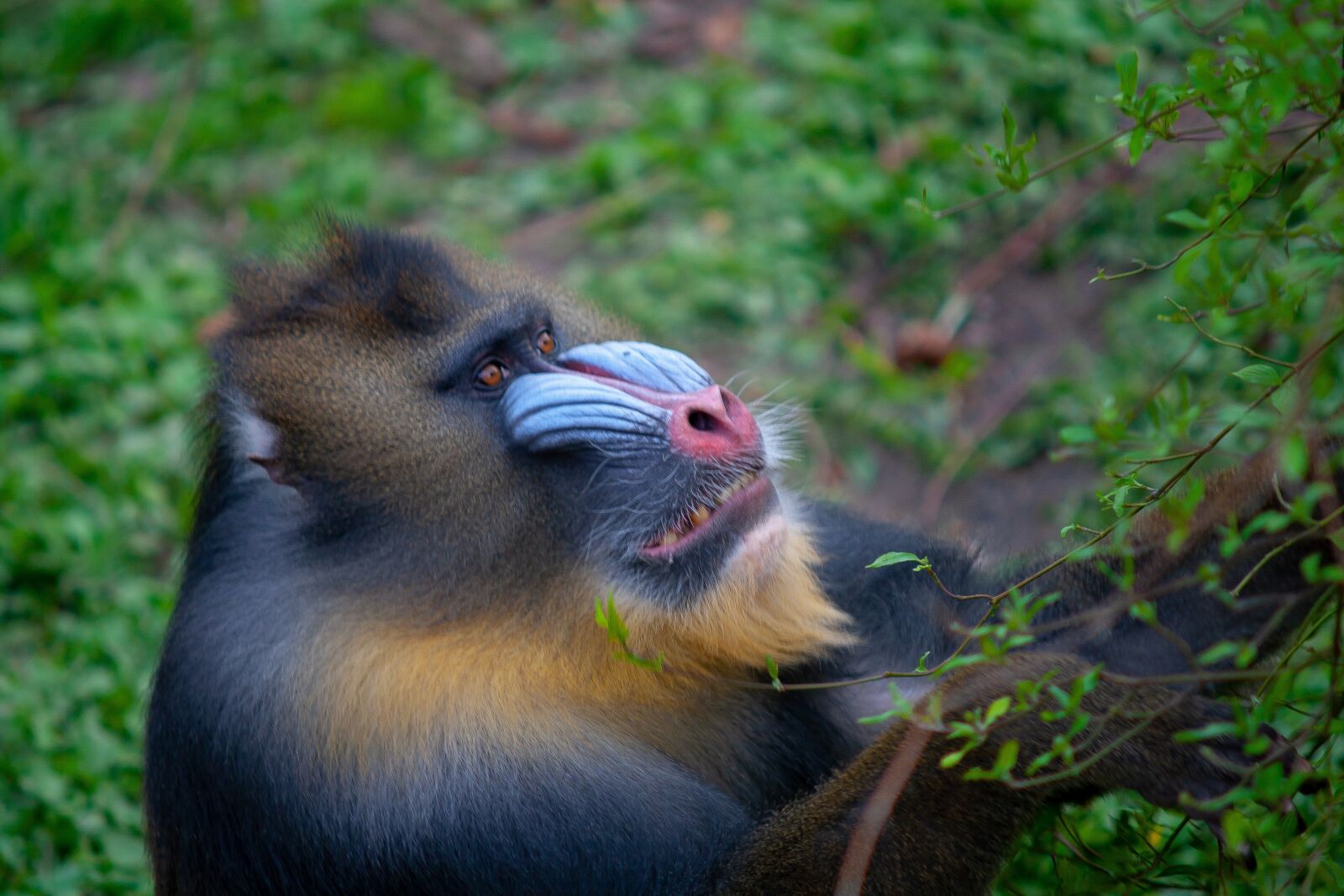 Canon EOS 400D (EOS Digital Rebel XTi / EOS Kiss Digital X) sample photo. Monkey, face, animal photography