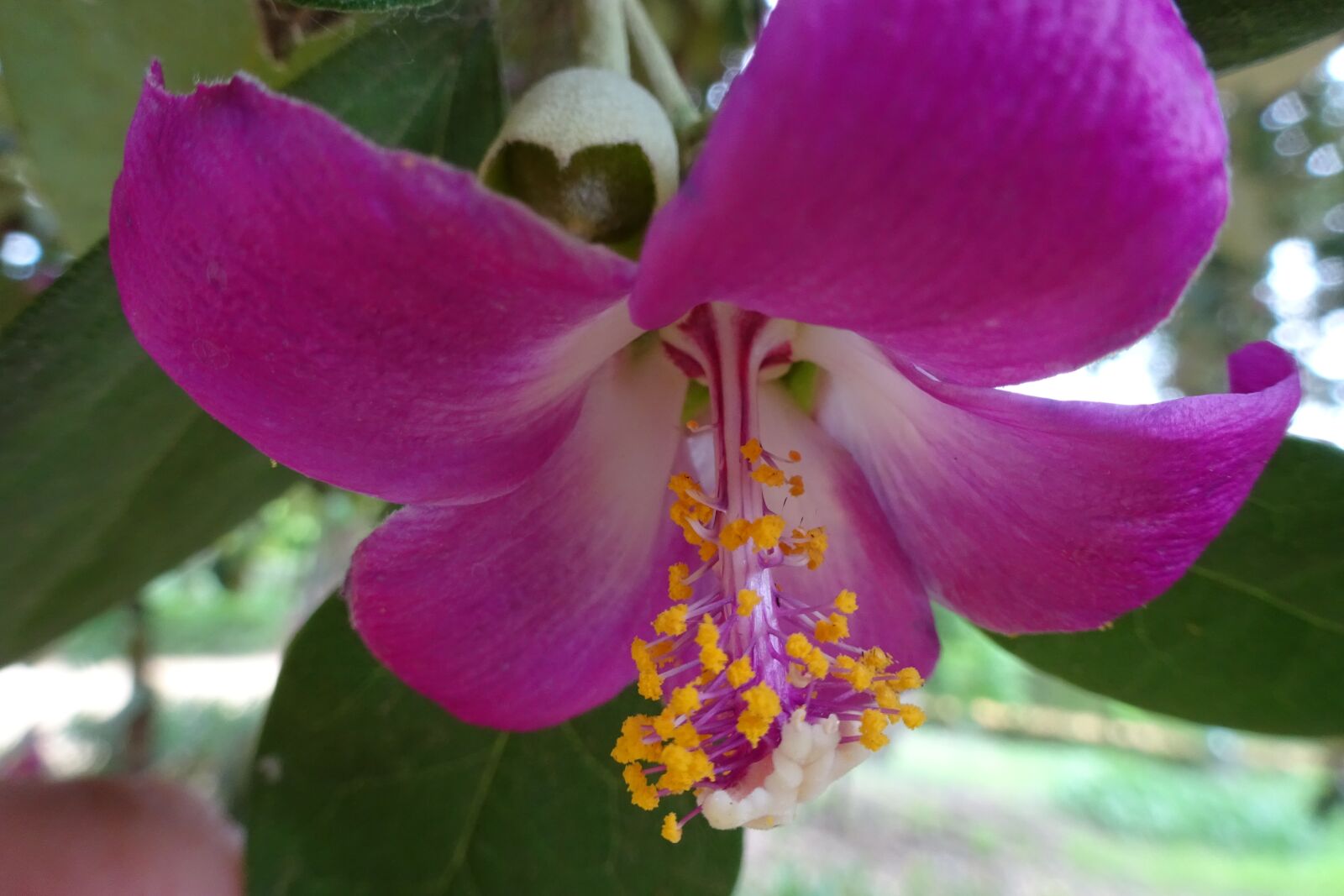 Sony Cyber-shot DSC-WX350 sample photo. Plant, flower, spring photography