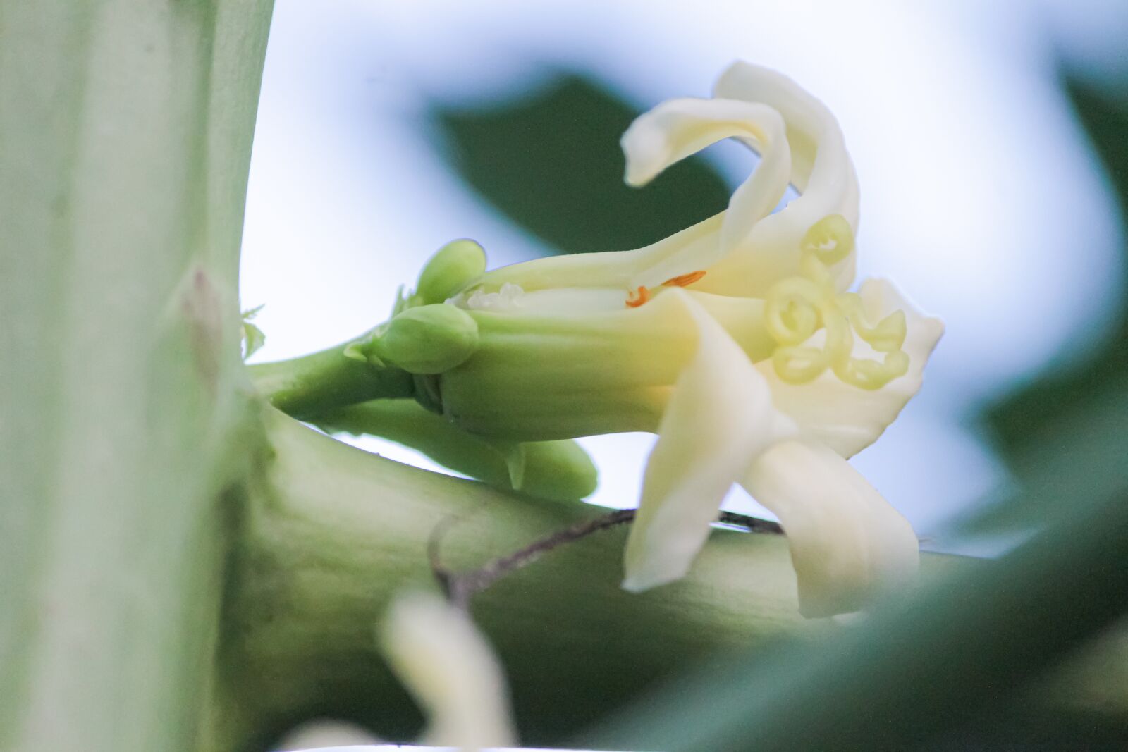 Canon EF-S 55-250mm F4-5.6 IS sample photo. Macro, sunlight, flower garden photography