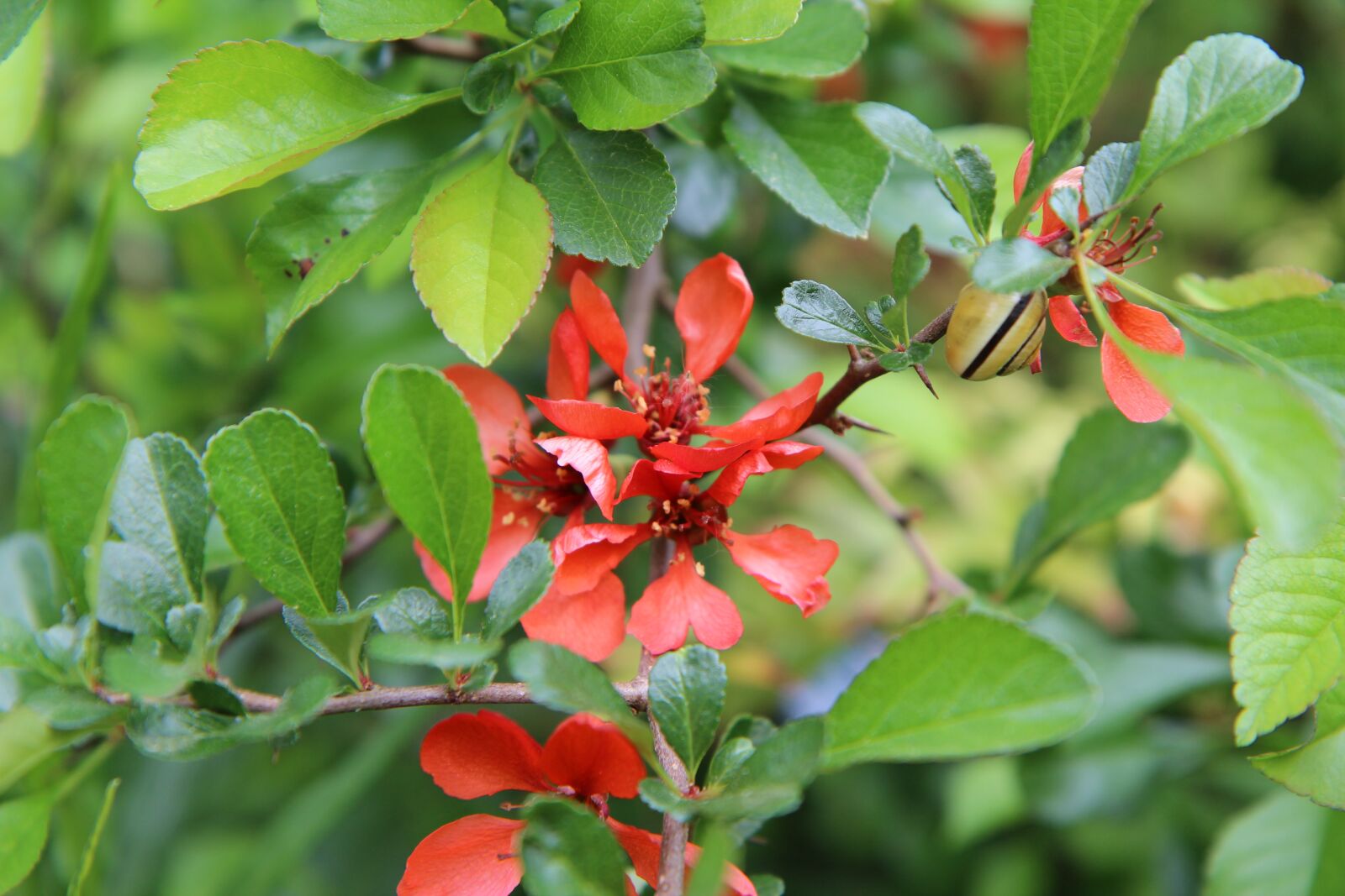 Canon EOS 600D (Rebel EOS T3i / EOS Kiss X5) sample photo. Apple japanese, japan quince photography