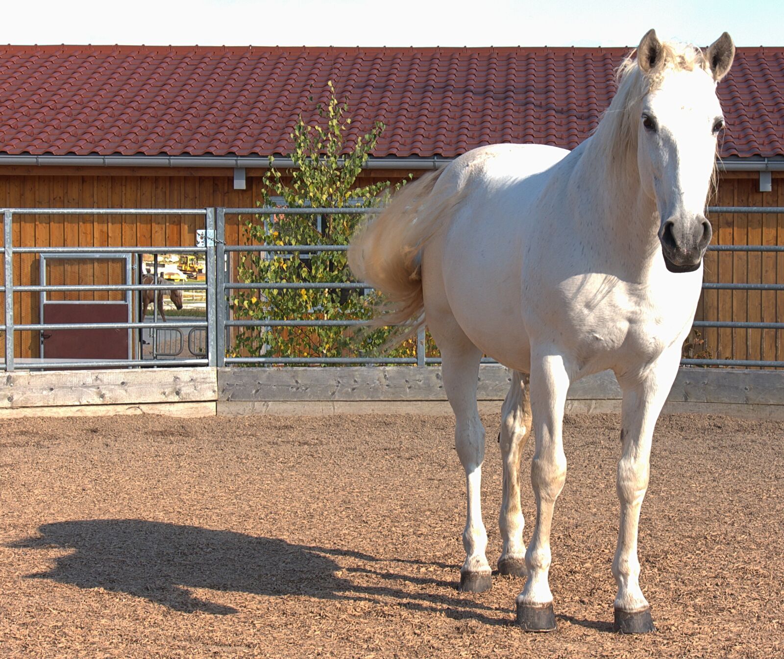 Panasonic Lumix DMC-G6 sample photo. Horse, horse head, reiter photography