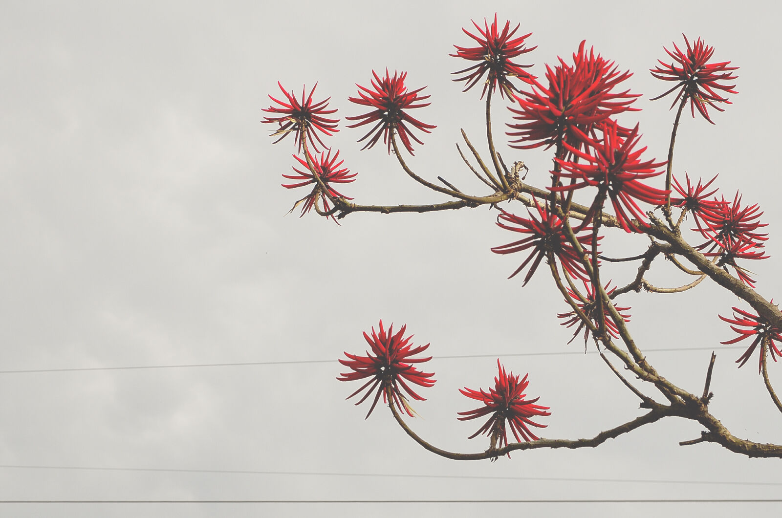 Nikon D5100 + Nikon AF-S DX Nikkor 35mm F1.8G sample photo. Red, flowers, bloomed, front photography