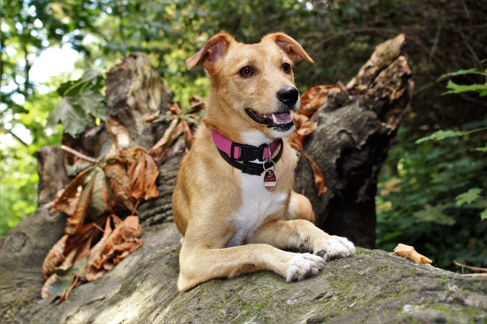 Canon EOS 700D (EOS Rebel T5i / EOS Kiss X7i) sample photo. Dog, autumn, hybrid photography