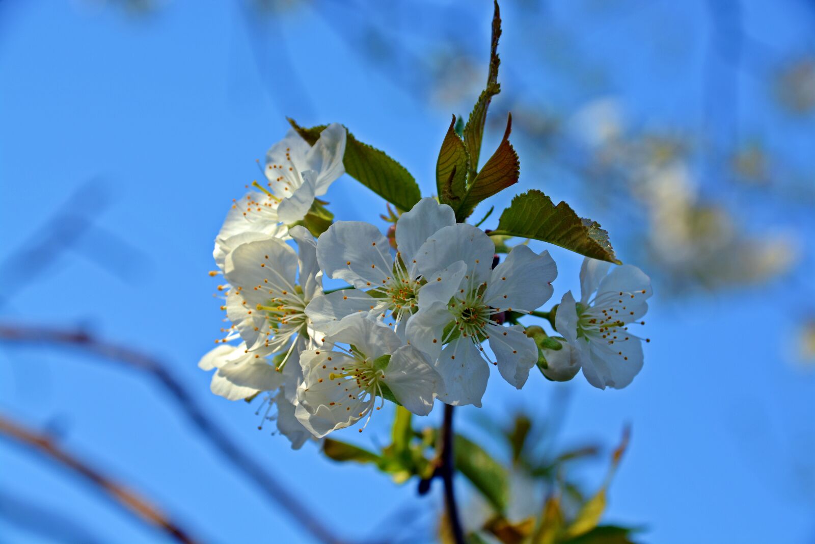 Nikon D5200 sample photo. Cherry blossom, blossom, bloom photography