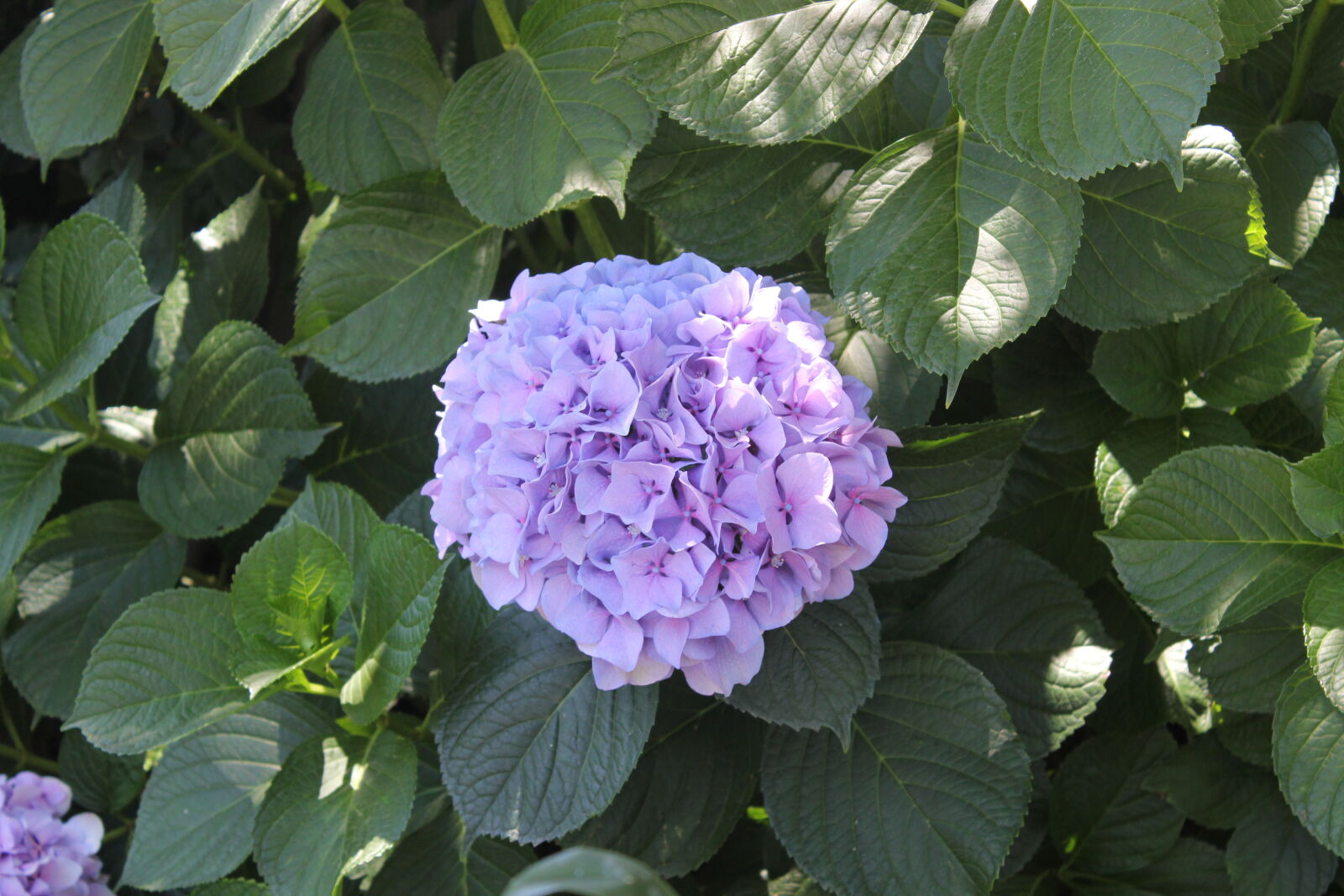 Canon EOS 550D (EOS Rebel T2i / EOS Kiss X4) sample photo. Close, up, of, purple photography