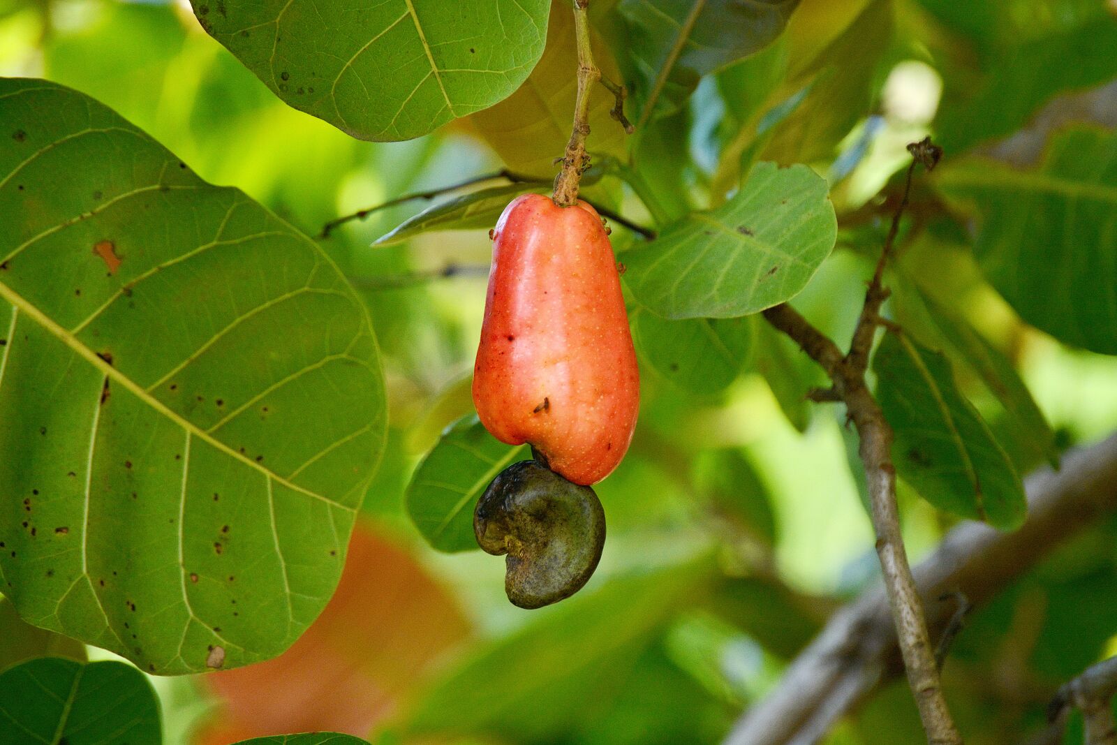 Nikon D5200 sample photo. Cashew, fruit, marañón photography