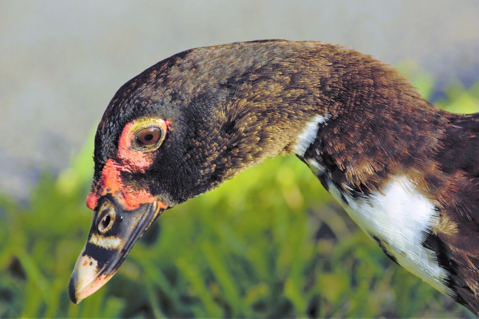 Nikon D7100 sample photo. Duck, young, profile photography