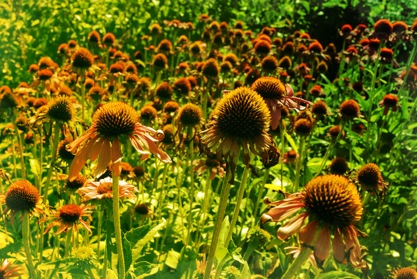 Nikon D80 sample photo. Botanical, flower photography