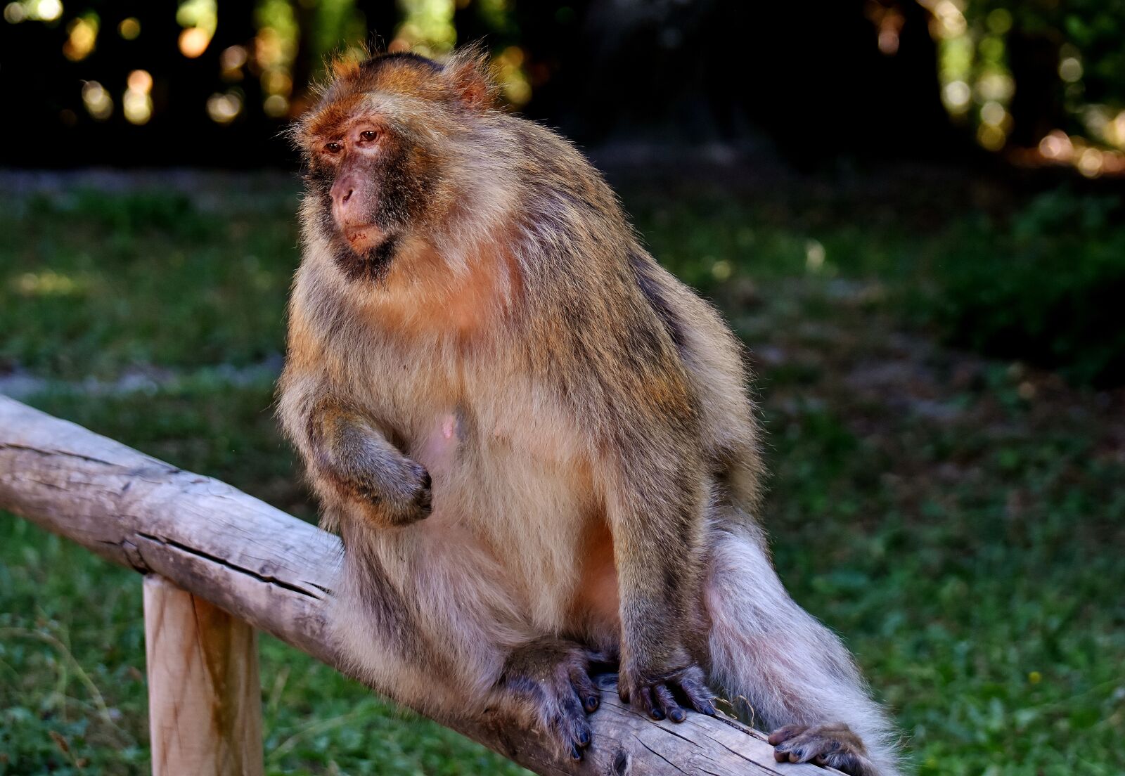 Nikon D7200 sample photo. Ape, barbary ape, endangered photography