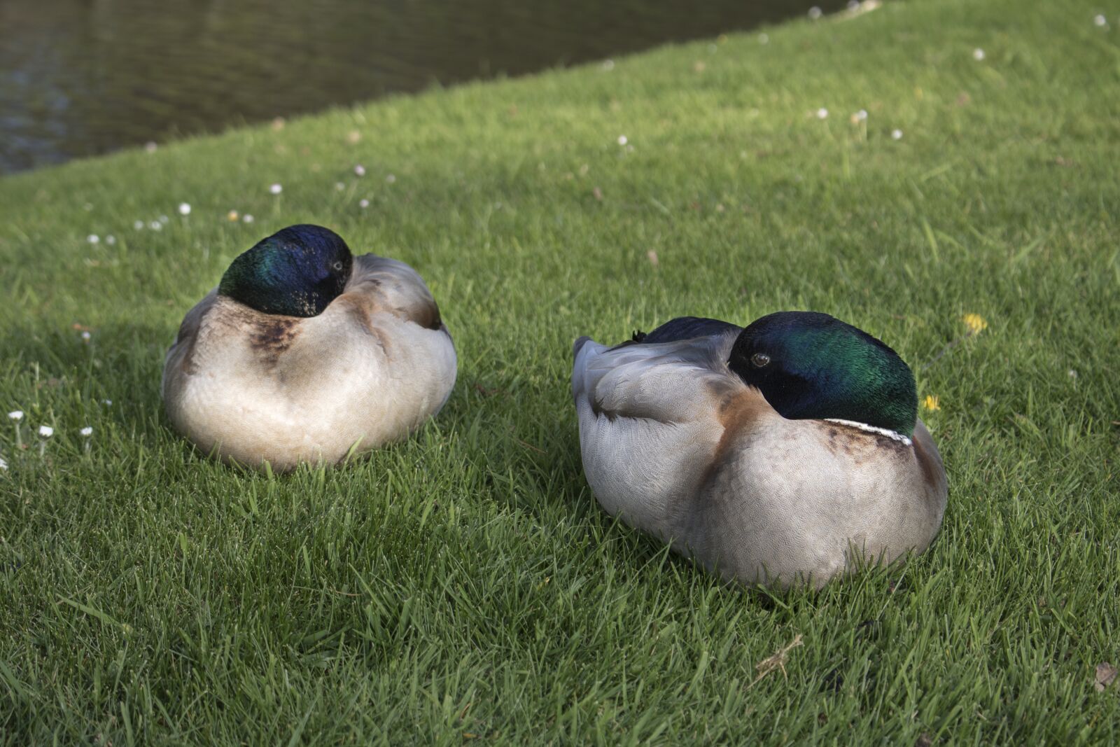 Canon EOS 750D (EOS Rebel T6i / EOS Kiss X8i) sample photo. Duck, animal, green photography