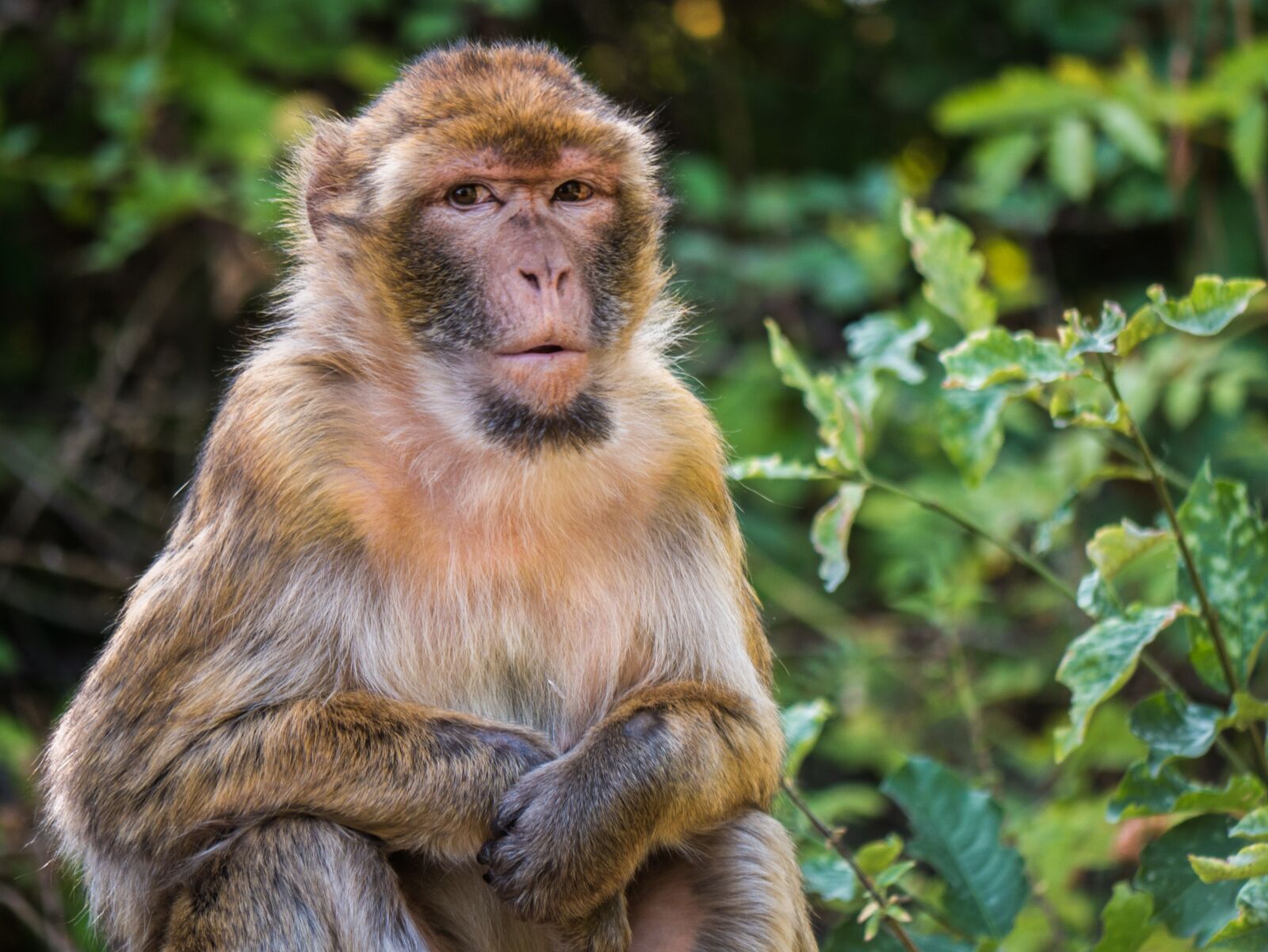 LUMIX G VARIO 100-300/F4.0-5.6II sample photo. Monkey, barbary ape, mammal photography