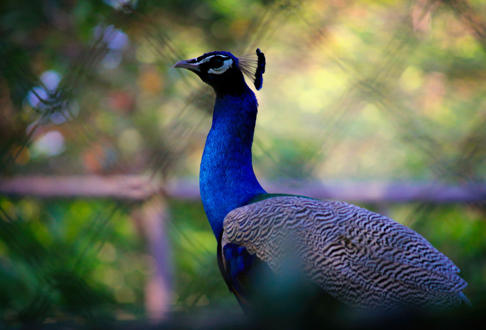 Canon EOS 700D (EOS Rebel T5i / EOS Kiss X7i) sample photo. Animal, animal, photography, avian photography