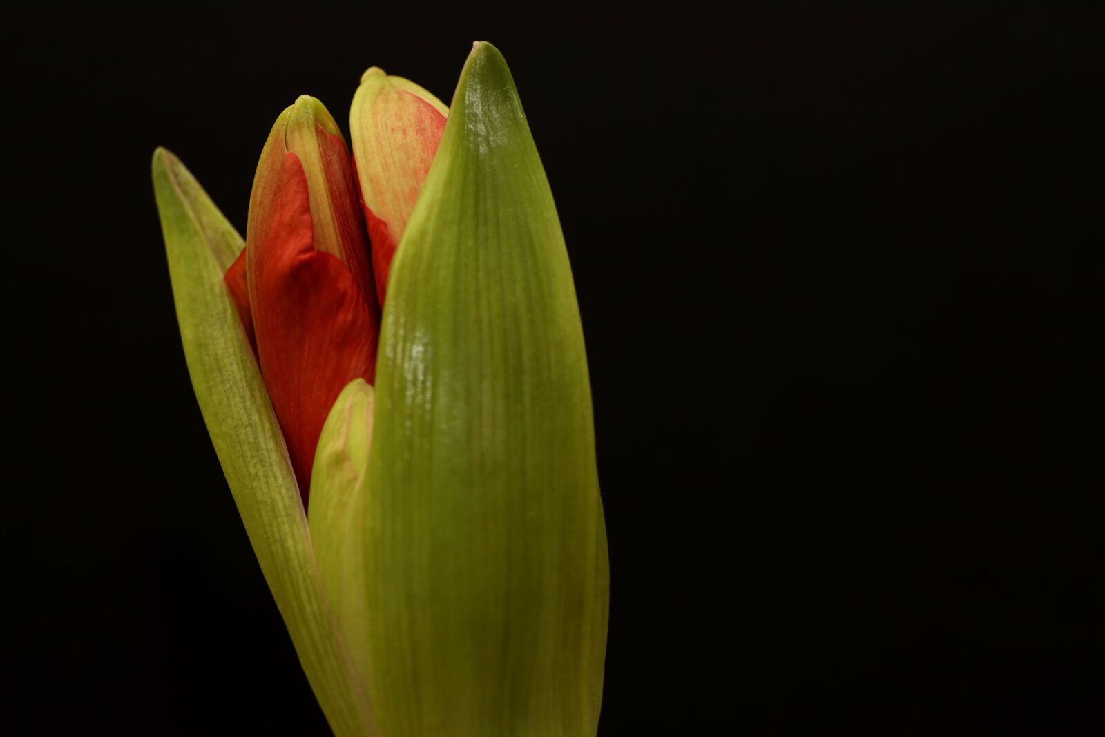 Canon EOS R sample photo. Amaryllis, flower, bud photography
