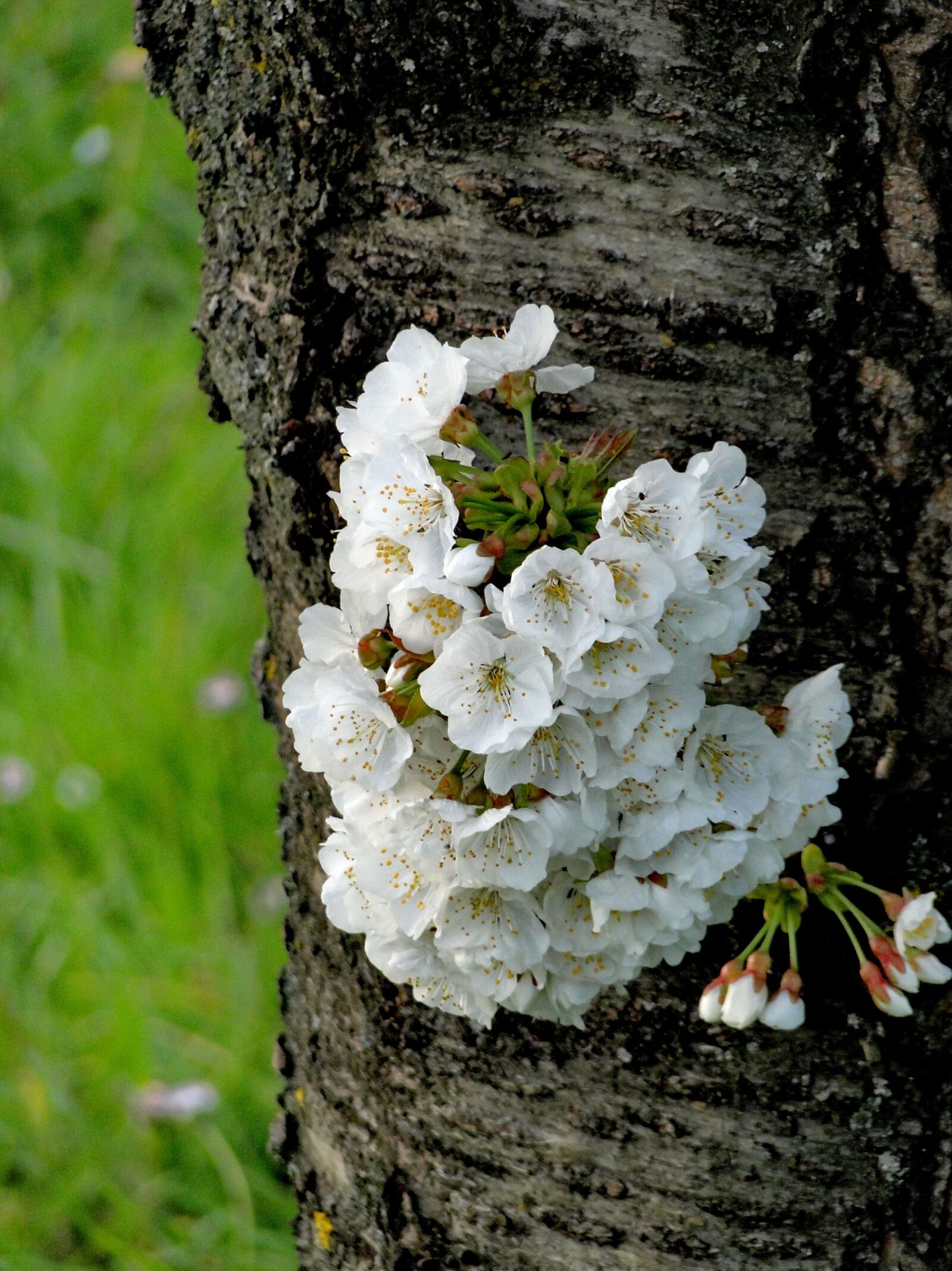 Sony Cyber-shot DSC-HX1 sample photo. Tree, nature, flora photography