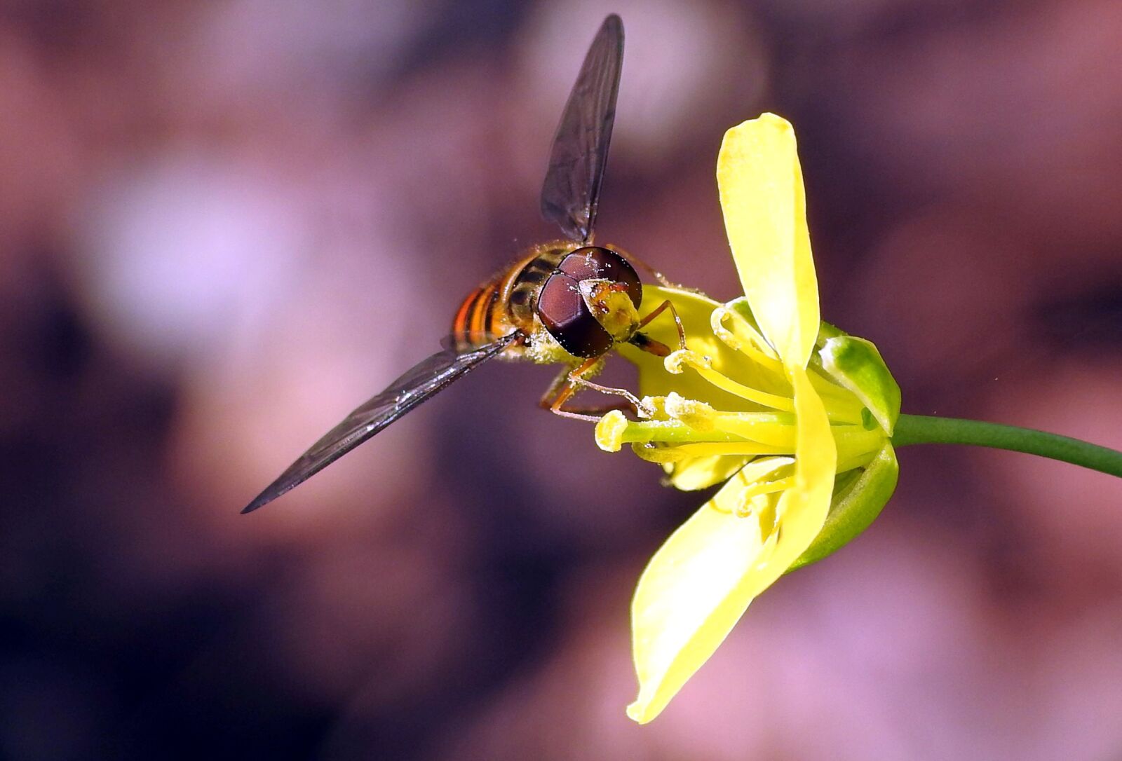 Nikon Coolpix P900 sample photo. Insect, close up, macro photography