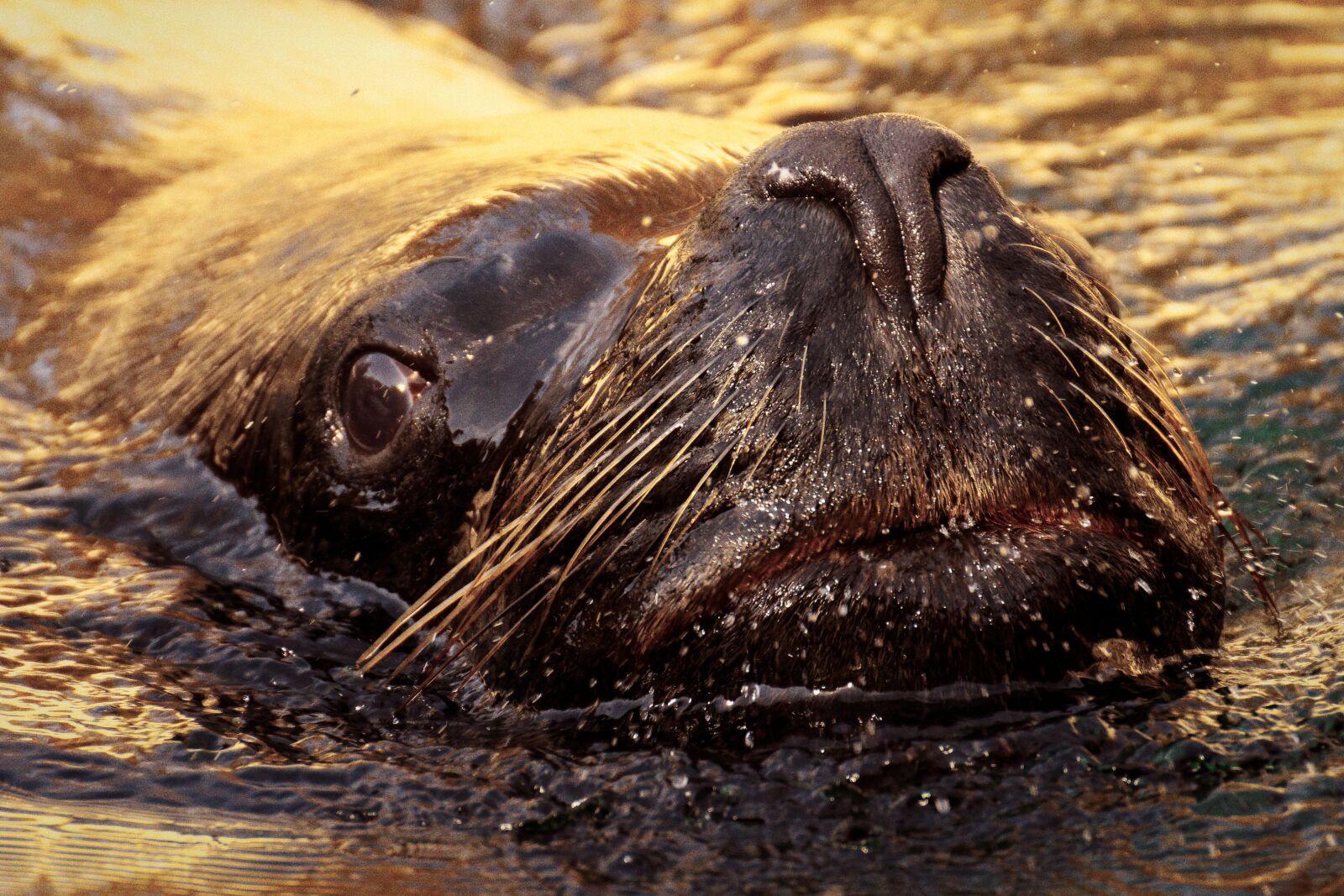 Nikon D7200 sample photo. Seal, sea lion, water photography