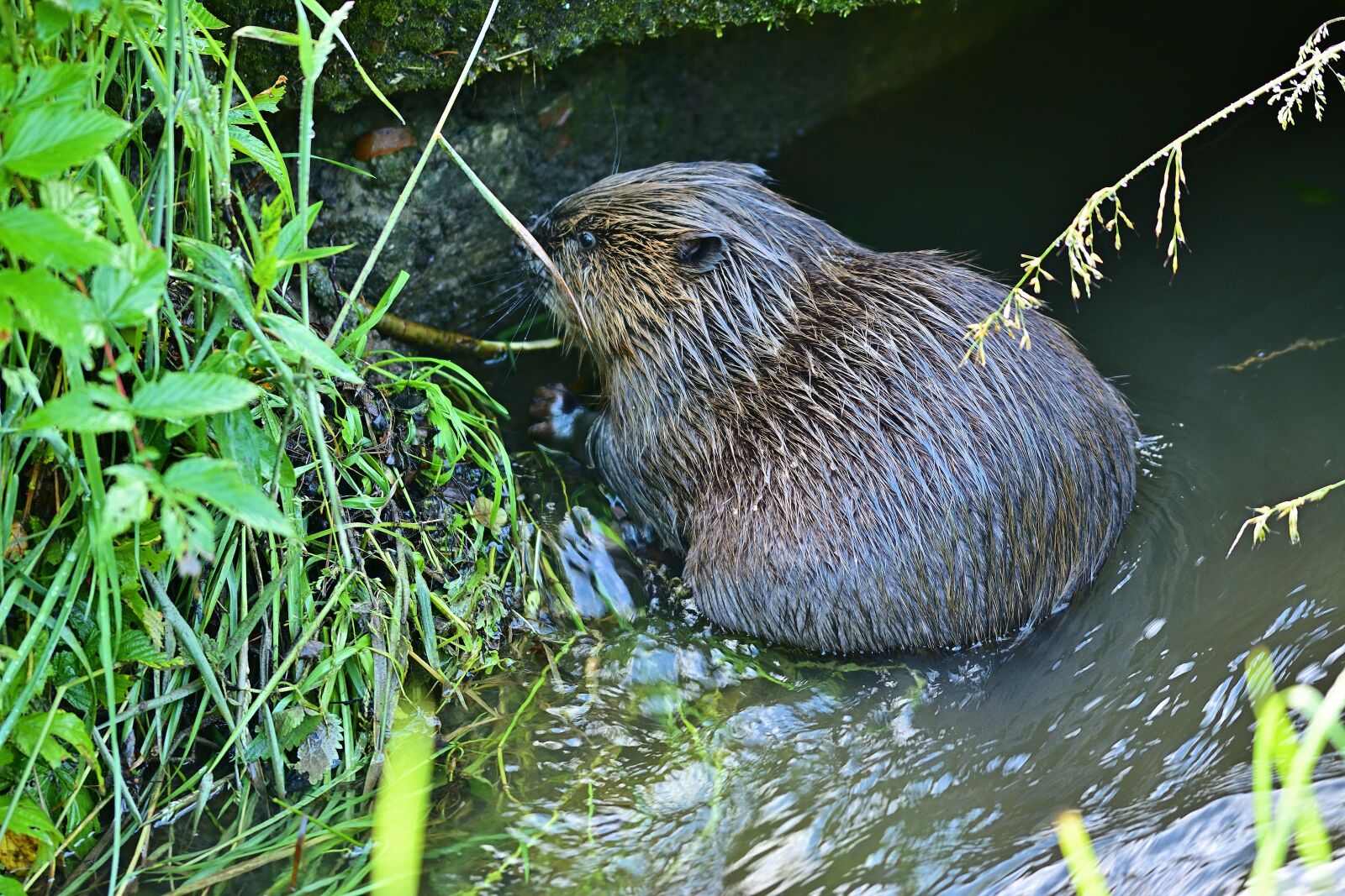 Nikon D5200 sample photo. Animal world, beaver, rodent photography