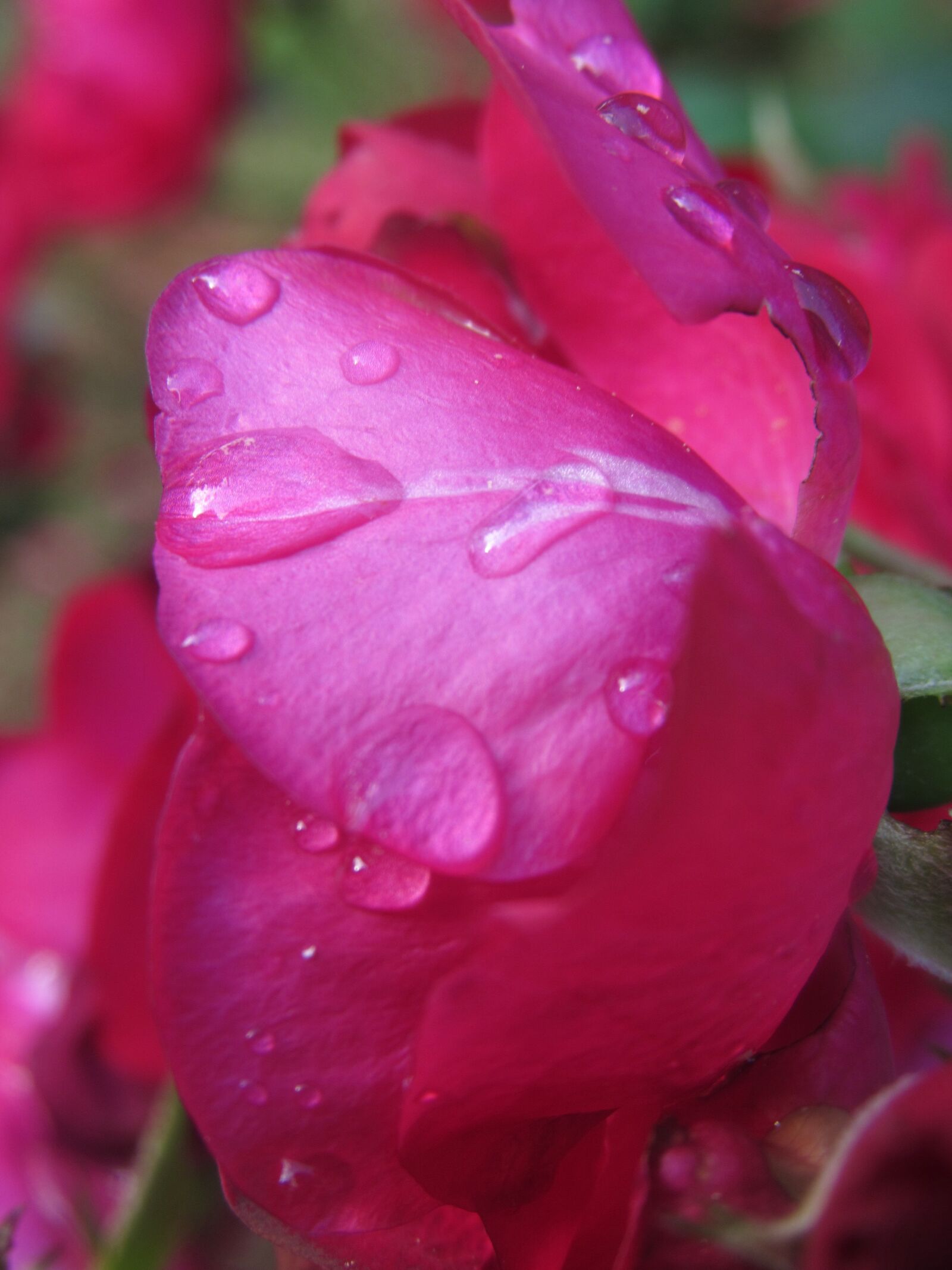 Canon PowerShot SX520 HS sample photo. Rose, pink, red photography