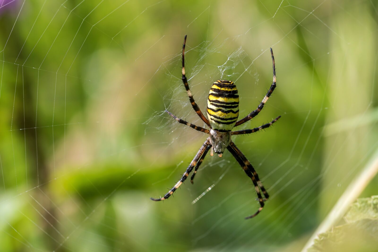 Canon EOS 5D Mark IV + Canon EF 100mm F2.8L Macro IS USM sample photo. Spider, wasp spider, zebraspinne photography