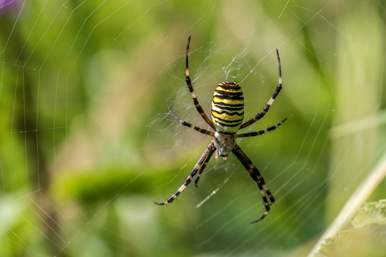 Canon EF 100mm F2.8L Macro IS USM sample photo. Spider, wasp spider, zebraspinne photography