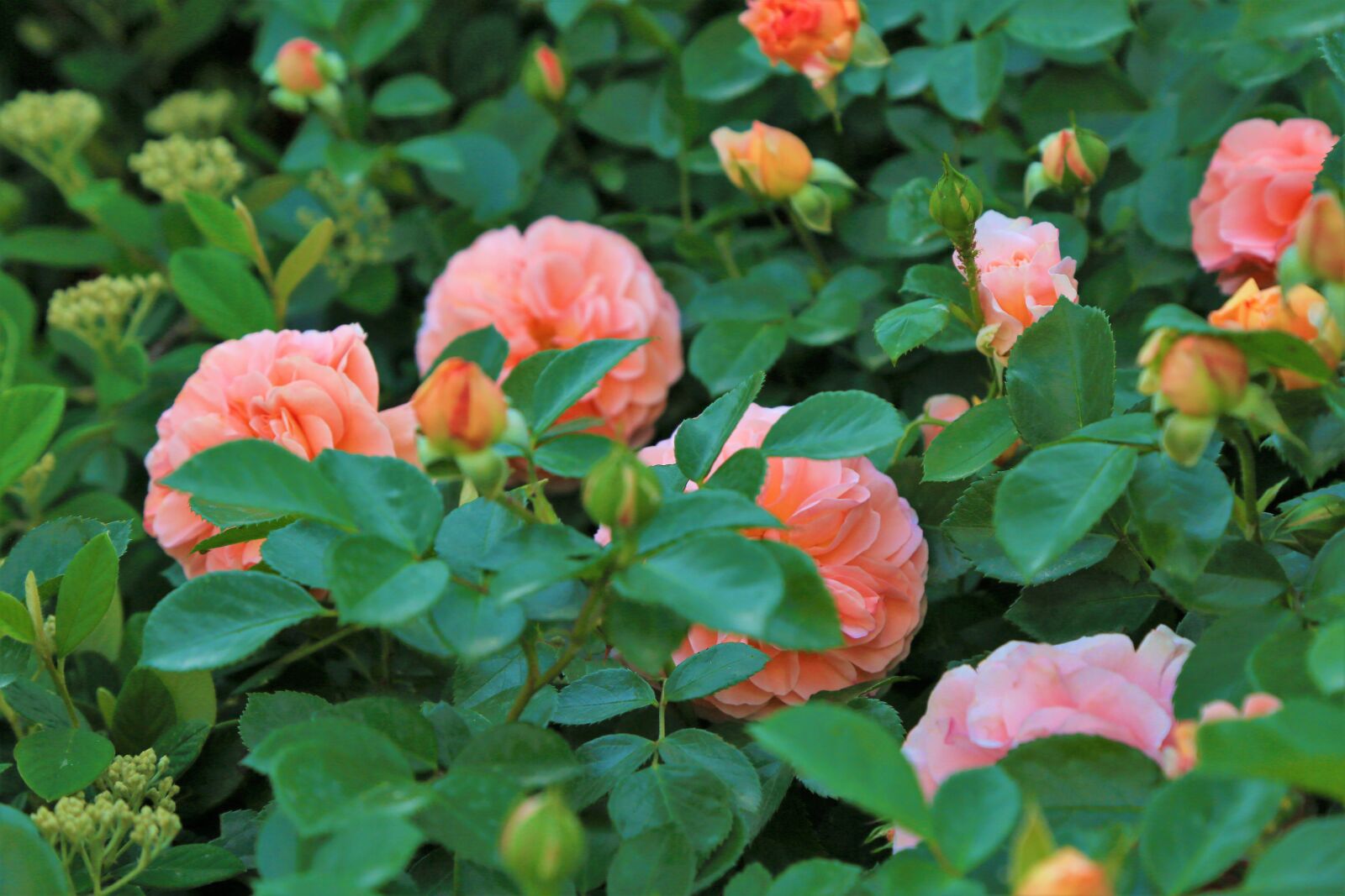 Canon EF 24-105mm F4L IS USM sample photo. Rose, spring, nature photography