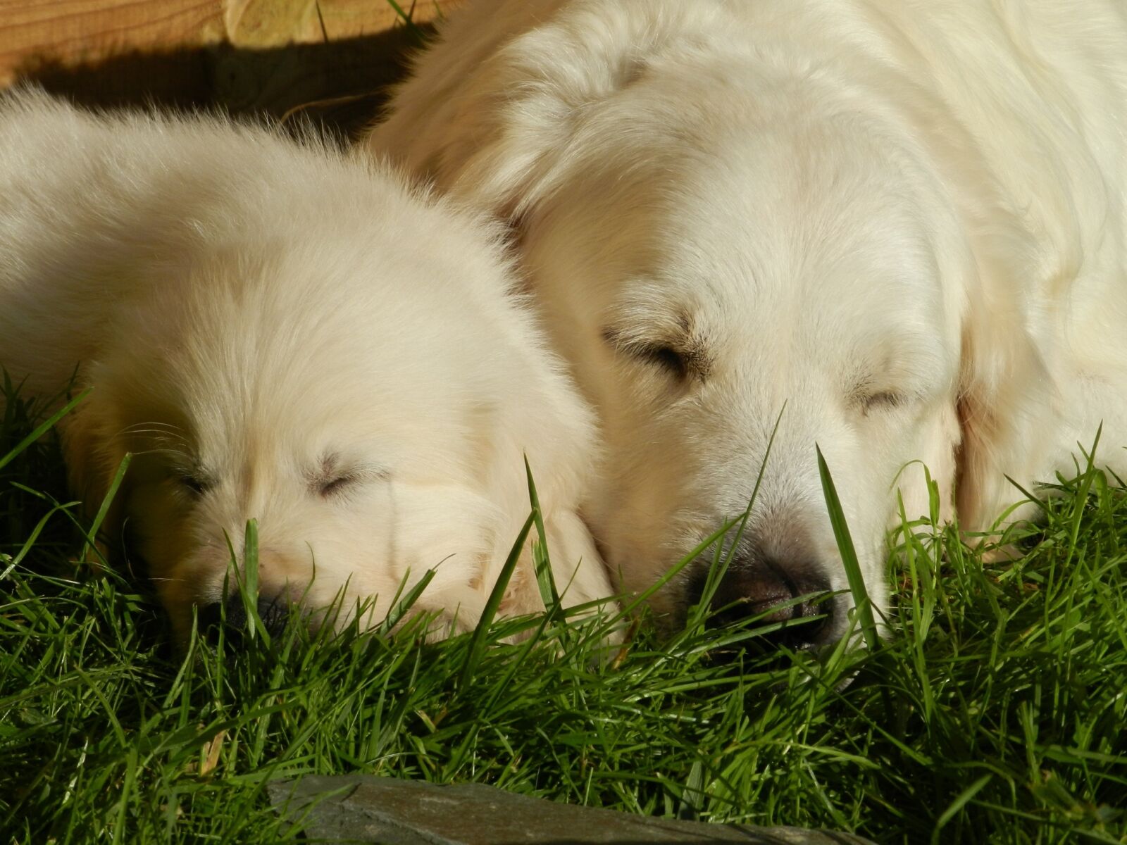 Nikon Coolpix P500 sample photo. Dog, puppy, golden retriever photography