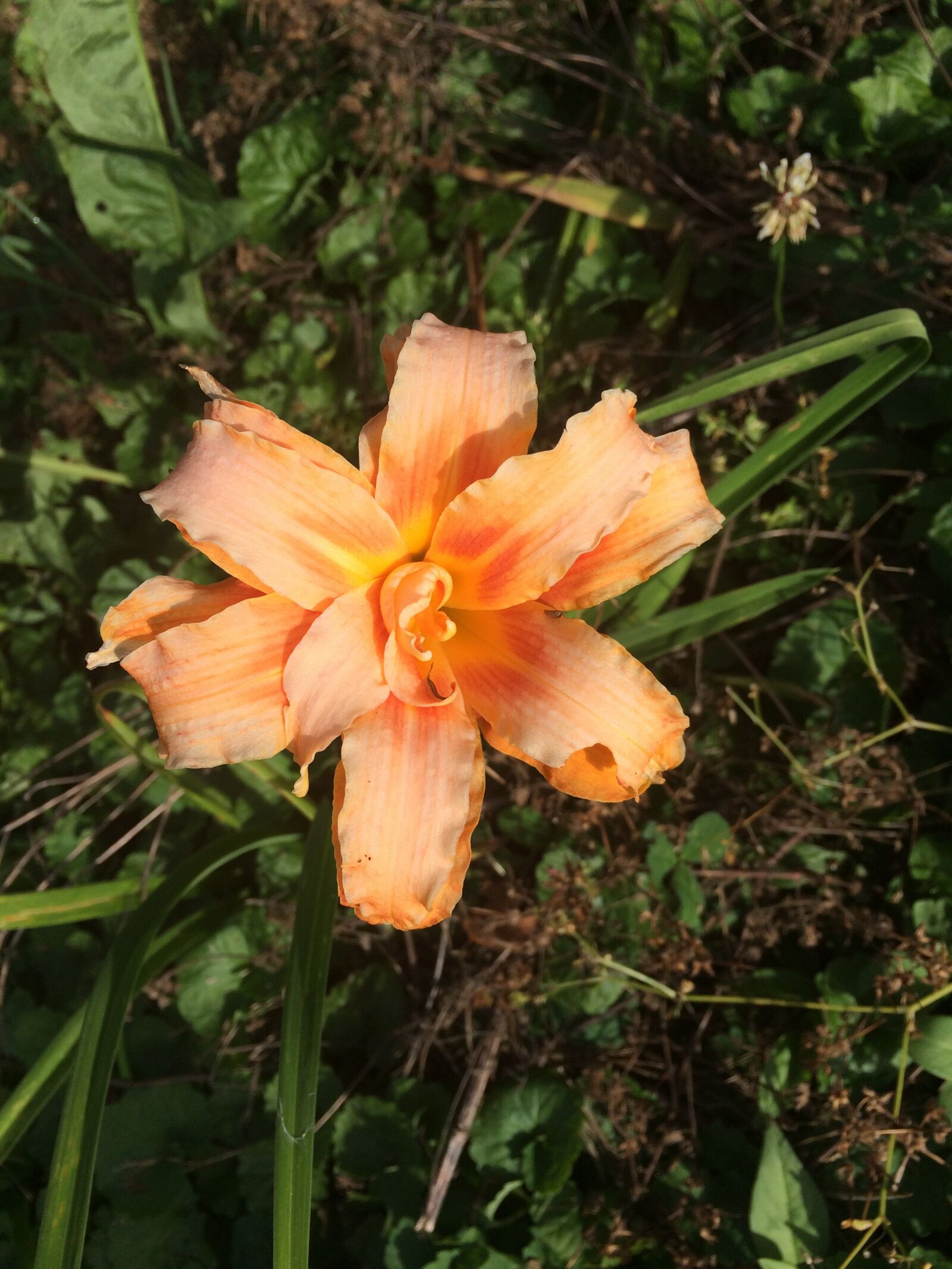 iPhone 5s back camera 4.15mm f/2.2 sample photo. Flower, orange, spring photography