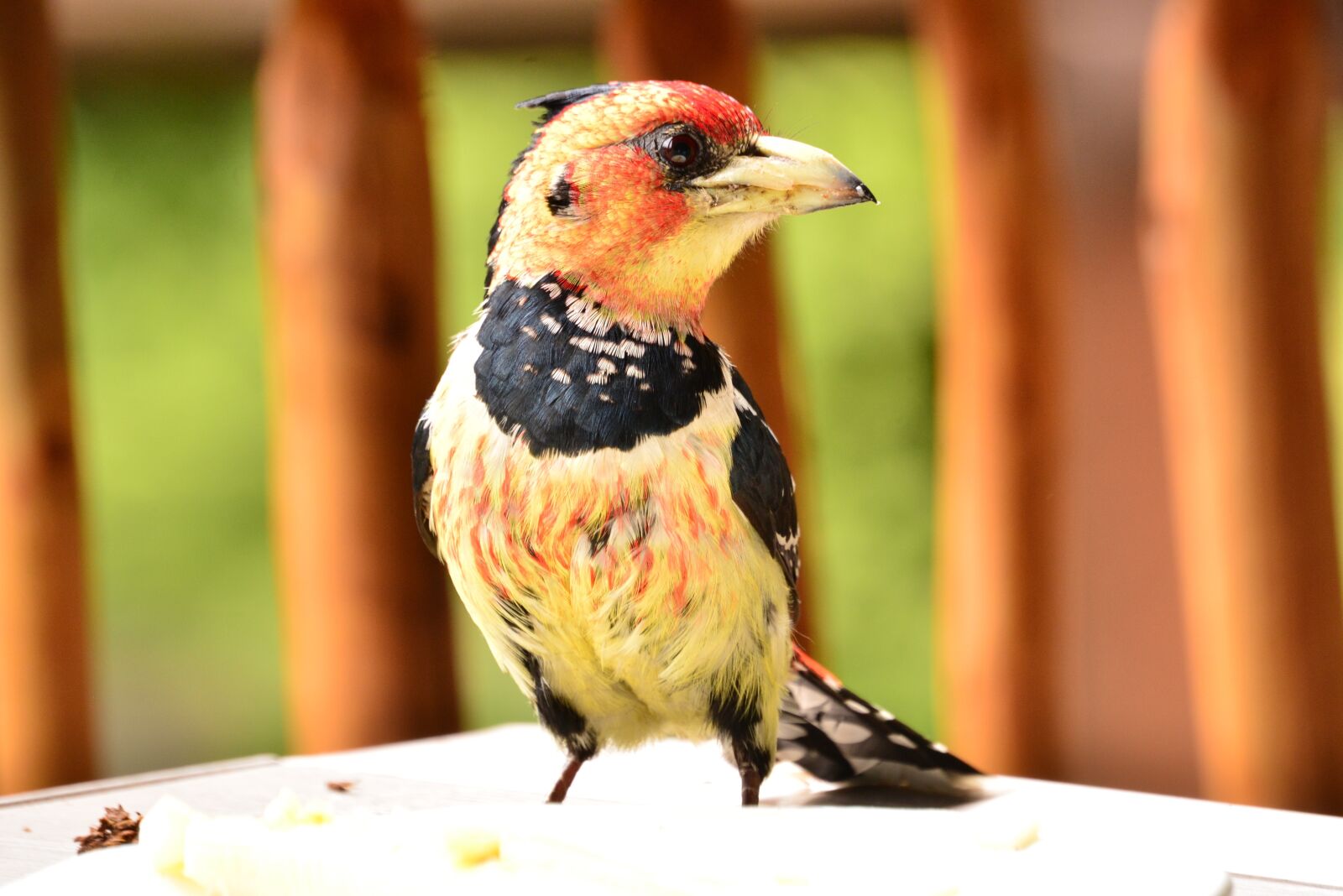 Nikon D5200 sample photo. Bird, nature, colourful photography