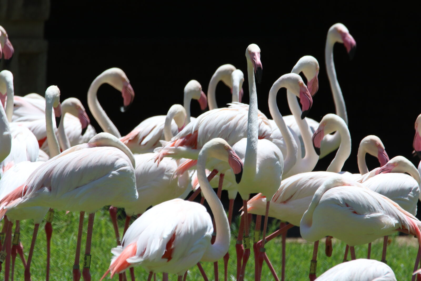 Canon EOS 7D Mark II sample photo. Birds, feathers, flamingos, group photography