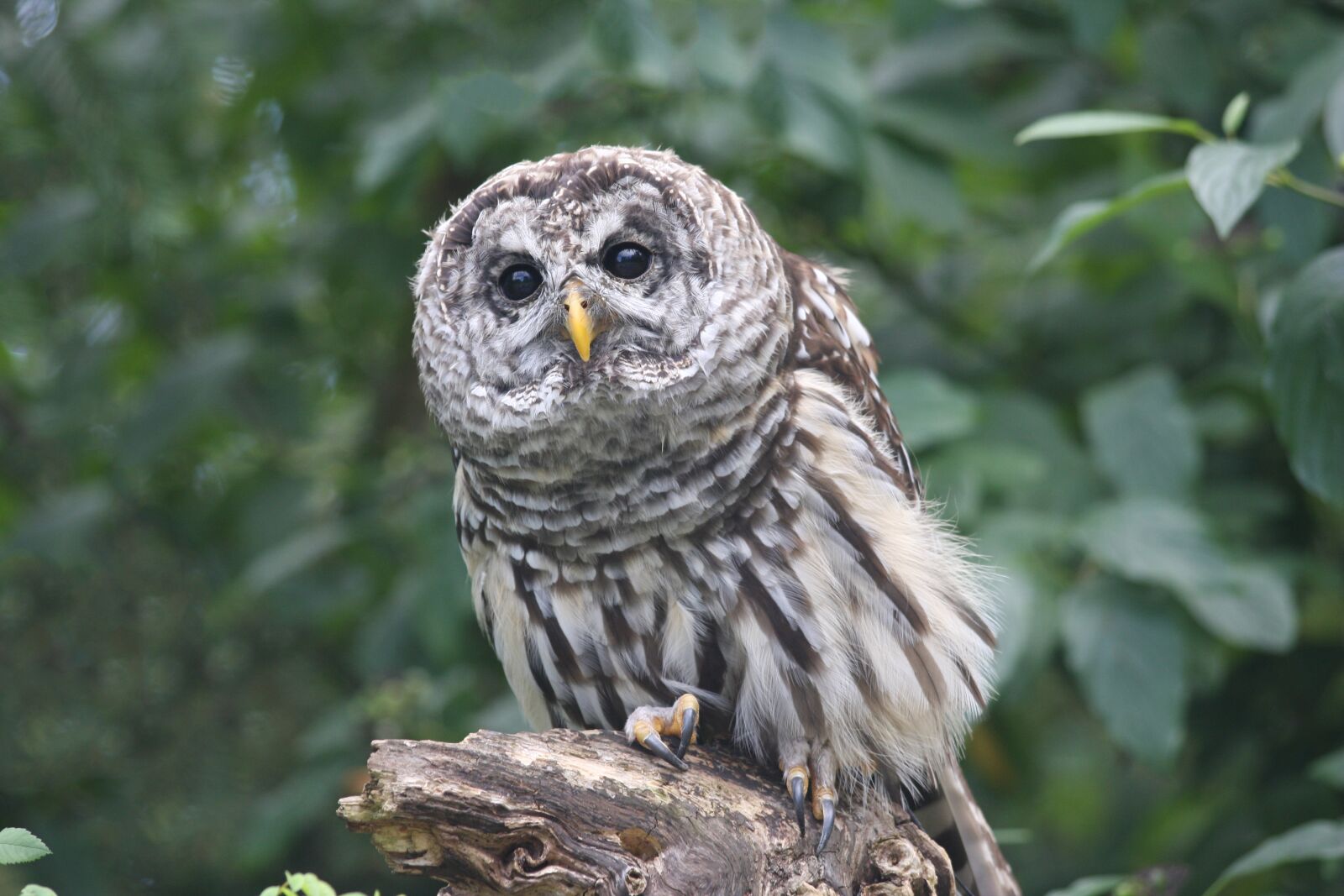 Canon EOS 40D sample photo. Great grey owl, portrait photography