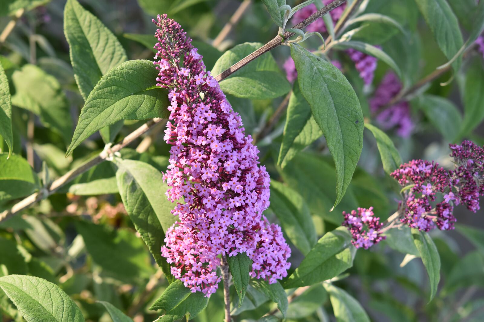 Nikon D5600 sample photo. Flower, tree butterfly, buddleia photography