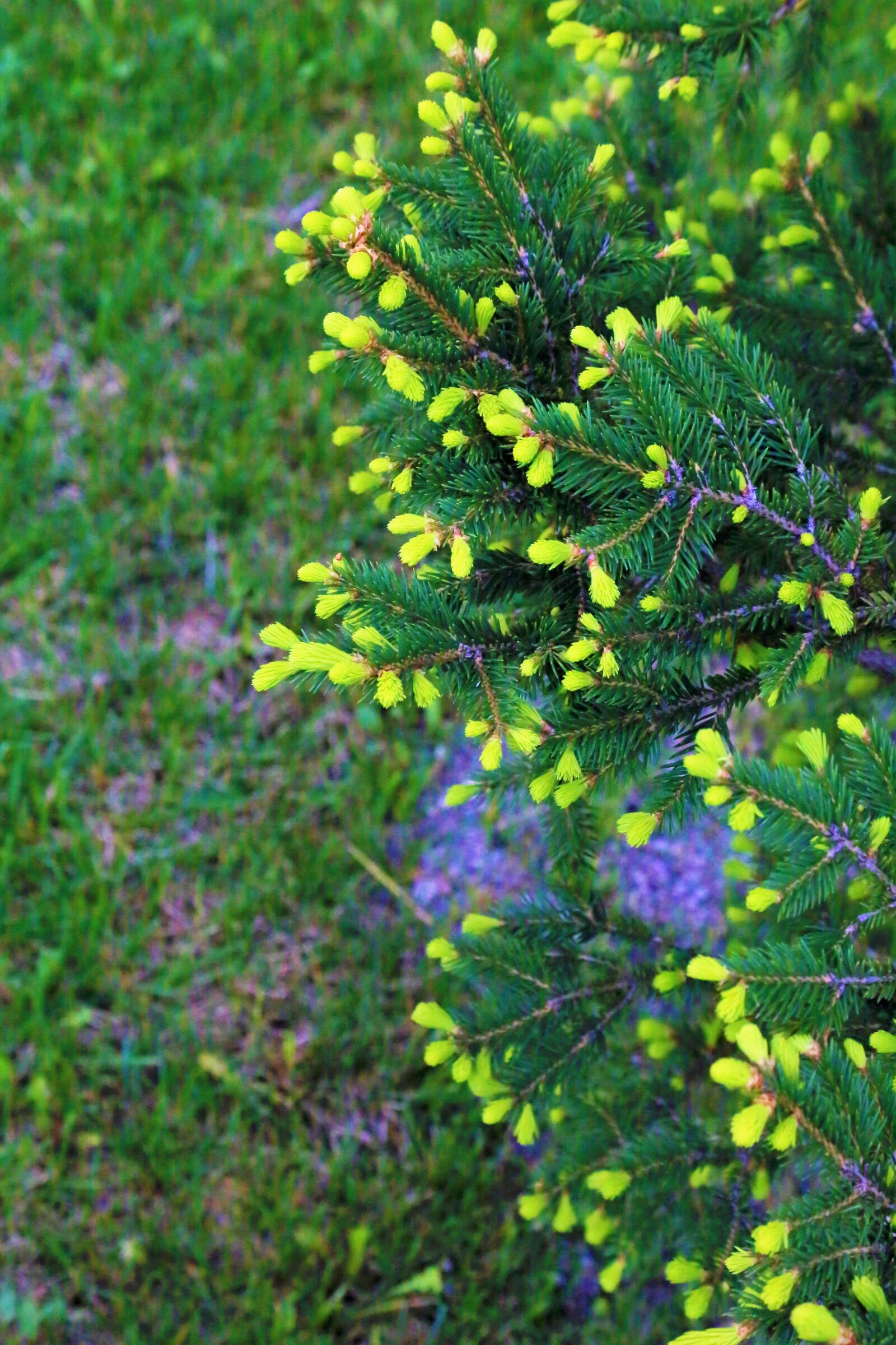 Canon EF 24-105mm F4L IS USM sample photo. Tree, pine, sprout photography