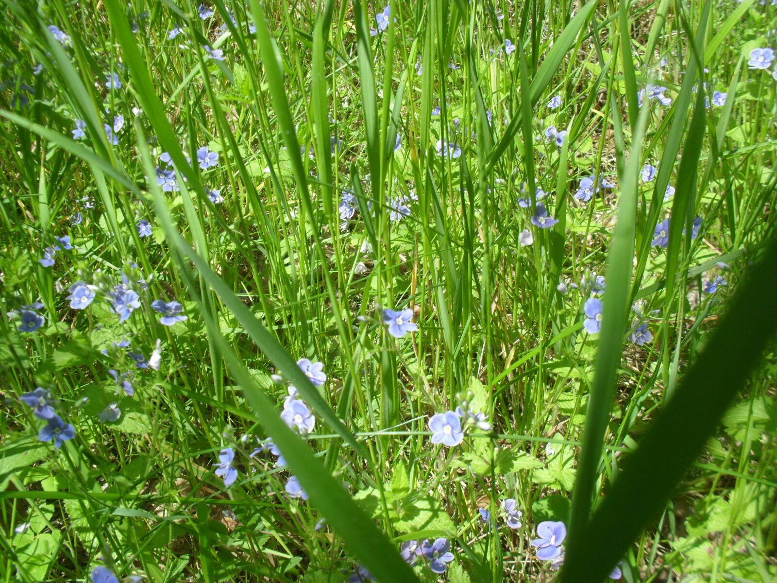 Samsung ES60 / VLUU ES60 /  SL105 /  ES63 sample photo. Nature, flowers, summer photography