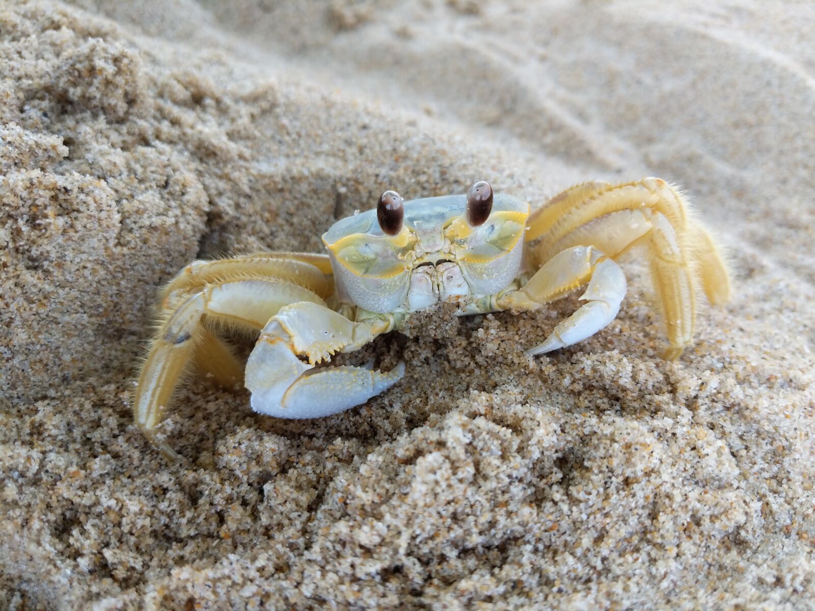 Google Pixel 2 sample photo. Beach, crab, sea photography