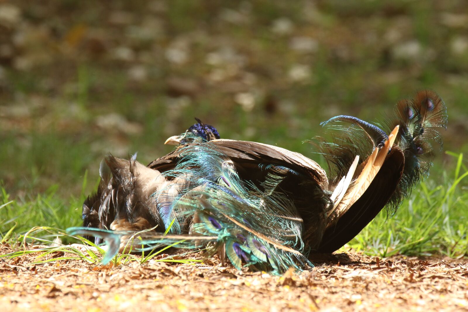Canon EOS 7D Mark II sample photo. Peacock, rolling, grass photography