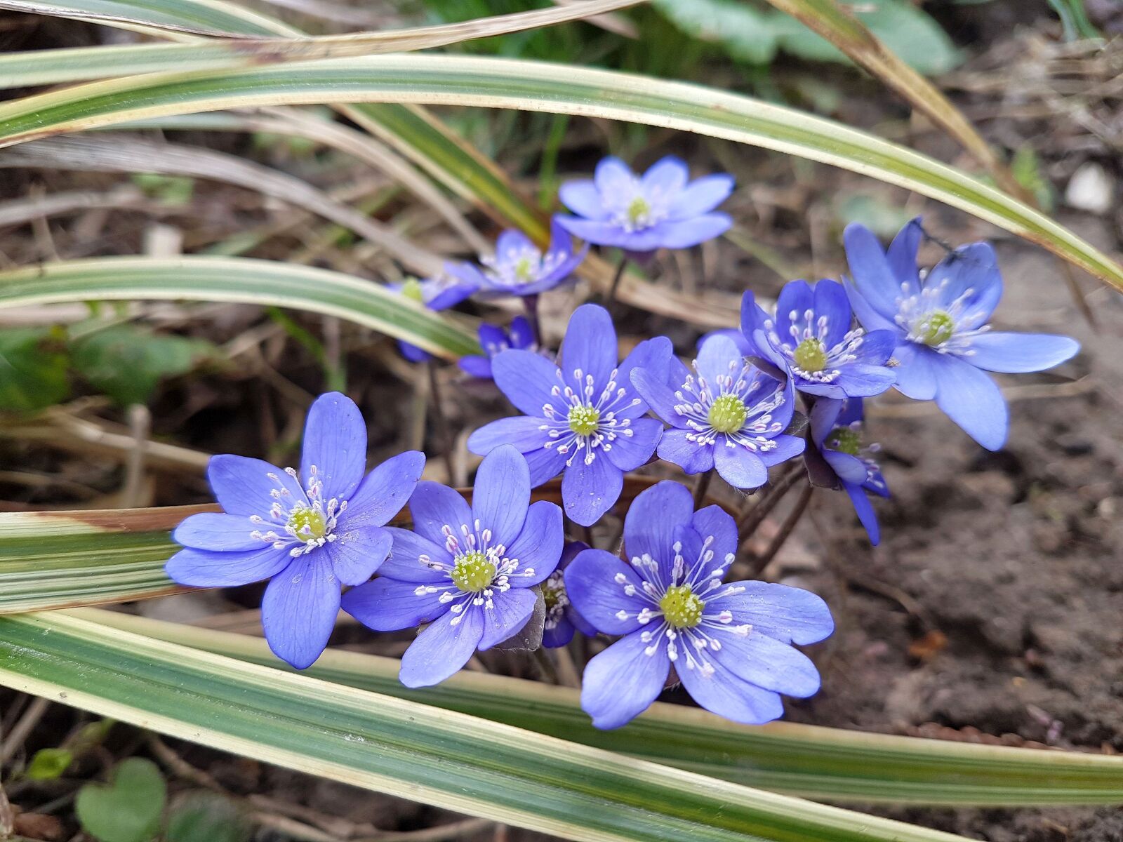 Samsung Galaxy S7 sample photo. Garden, nature, hepatica photography