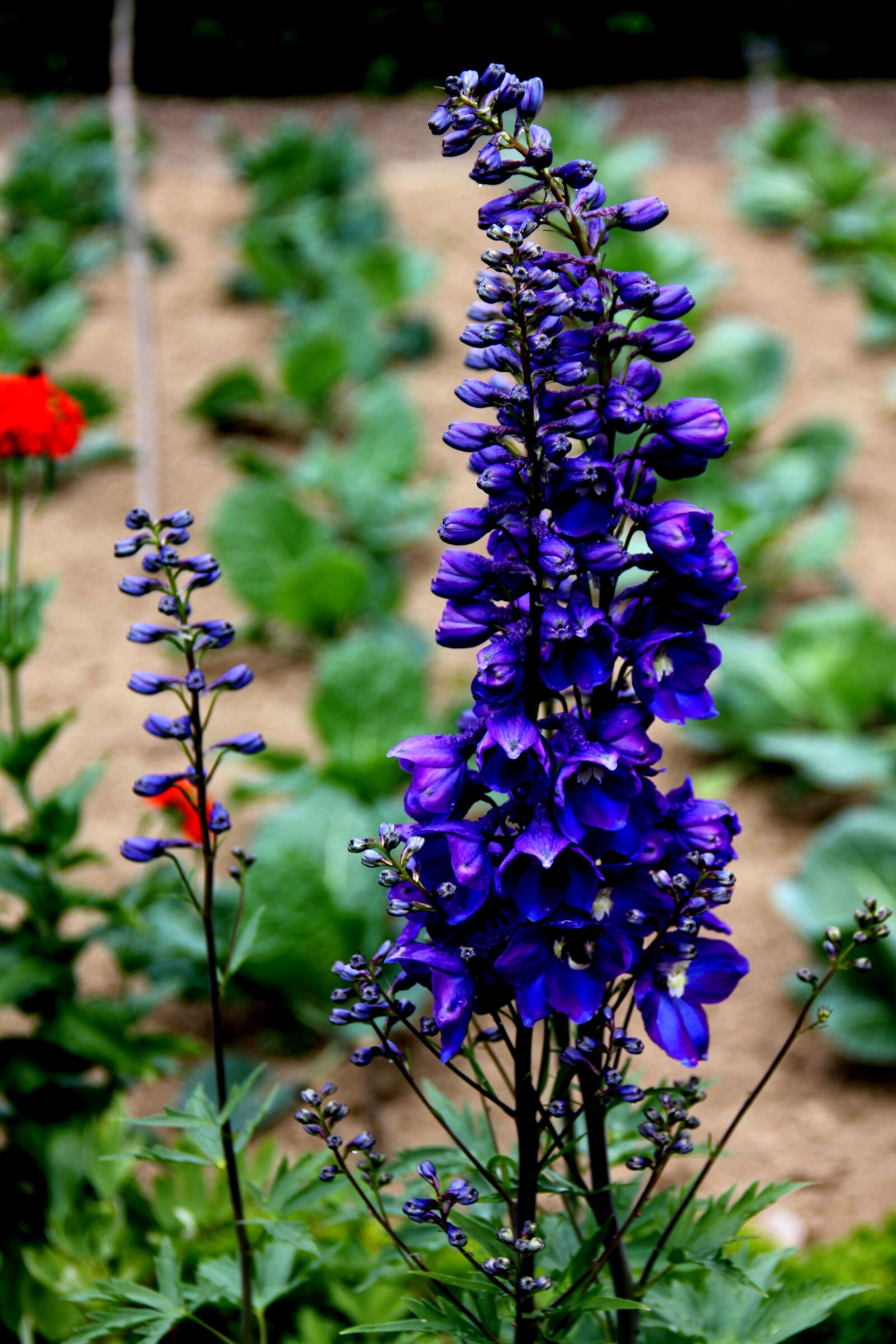 Canon EOS 550D (EOS Rebel T2i / EOS Kiss X4) sample photo. Plant, flower, blossom photography