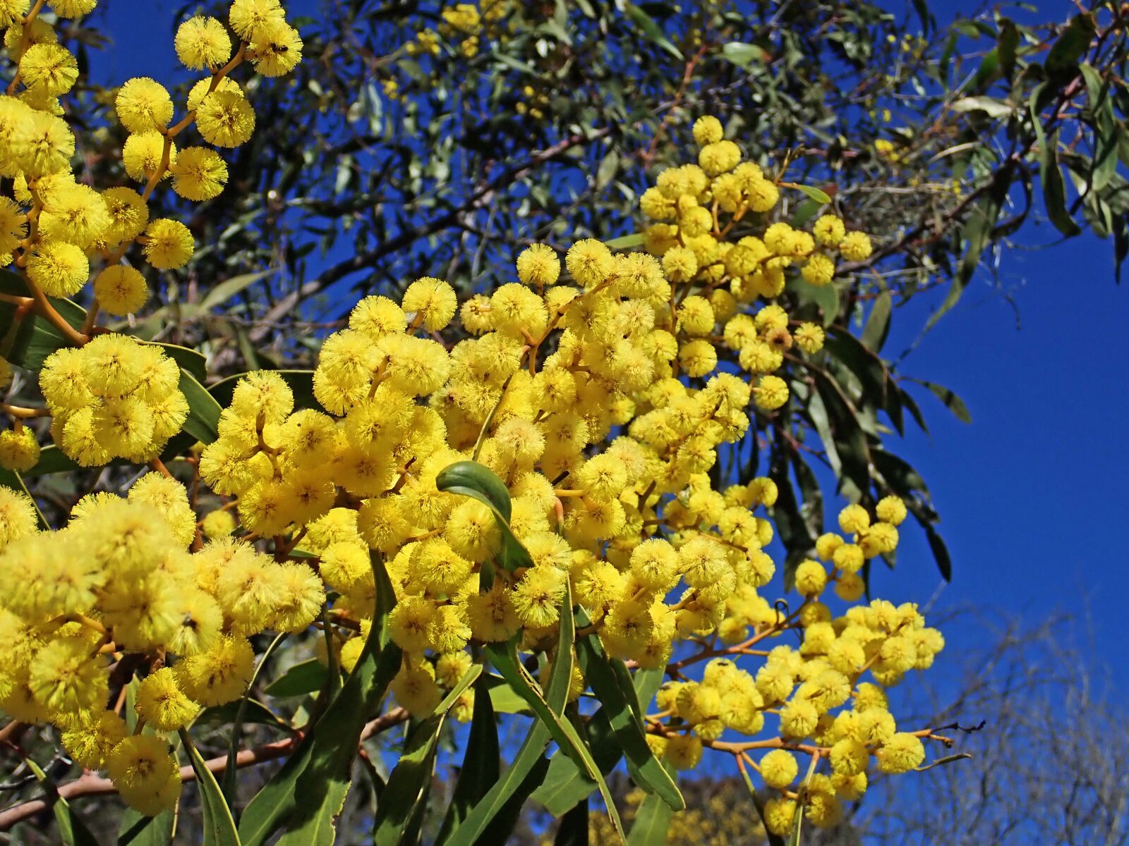 Olympus TG-5 sample photo. Wattle, acacia, australian photography