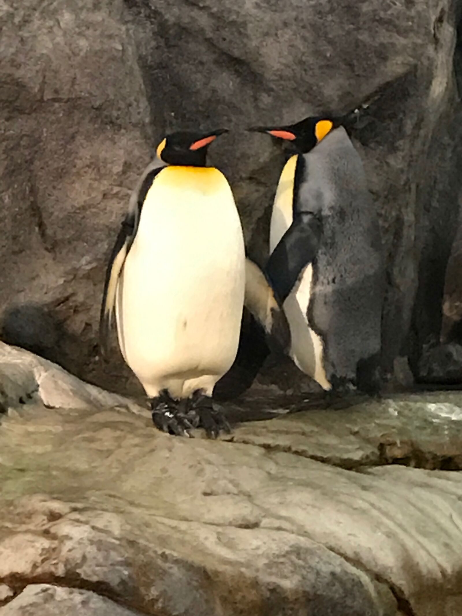 iPhone 7 back camera 3.99mm f/1.8 sample photo. Penguins, zoo photography