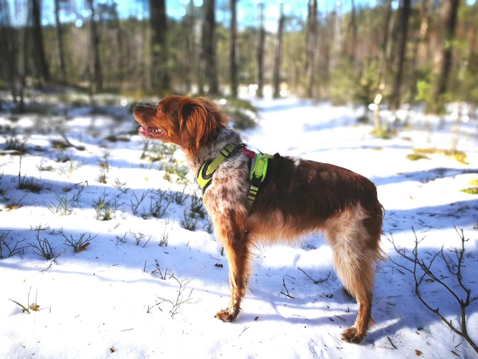 HUAWEI P9 sample photo. Brittany, brittany spaniel, dog photography