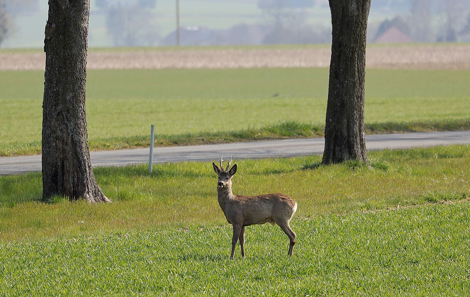 Canon EOS R sample photo. Roe deer, antler, wild photography