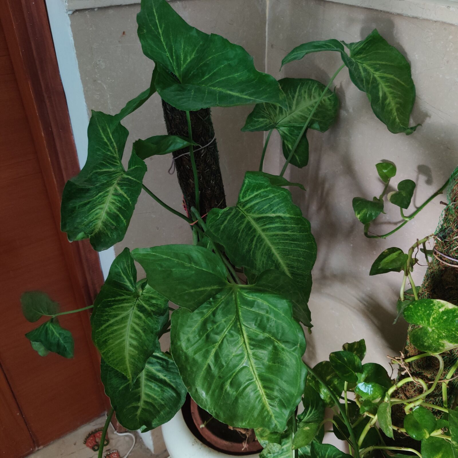 OnePlus HD1901 sample photo. Houseplant, indoorplants, greenerinteriors photography