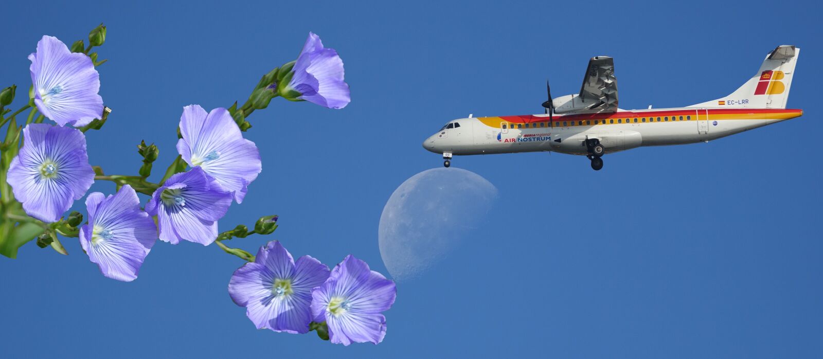Sony Cyber-shot DSC-RX10 III sample photo. Aircraft, flower photography