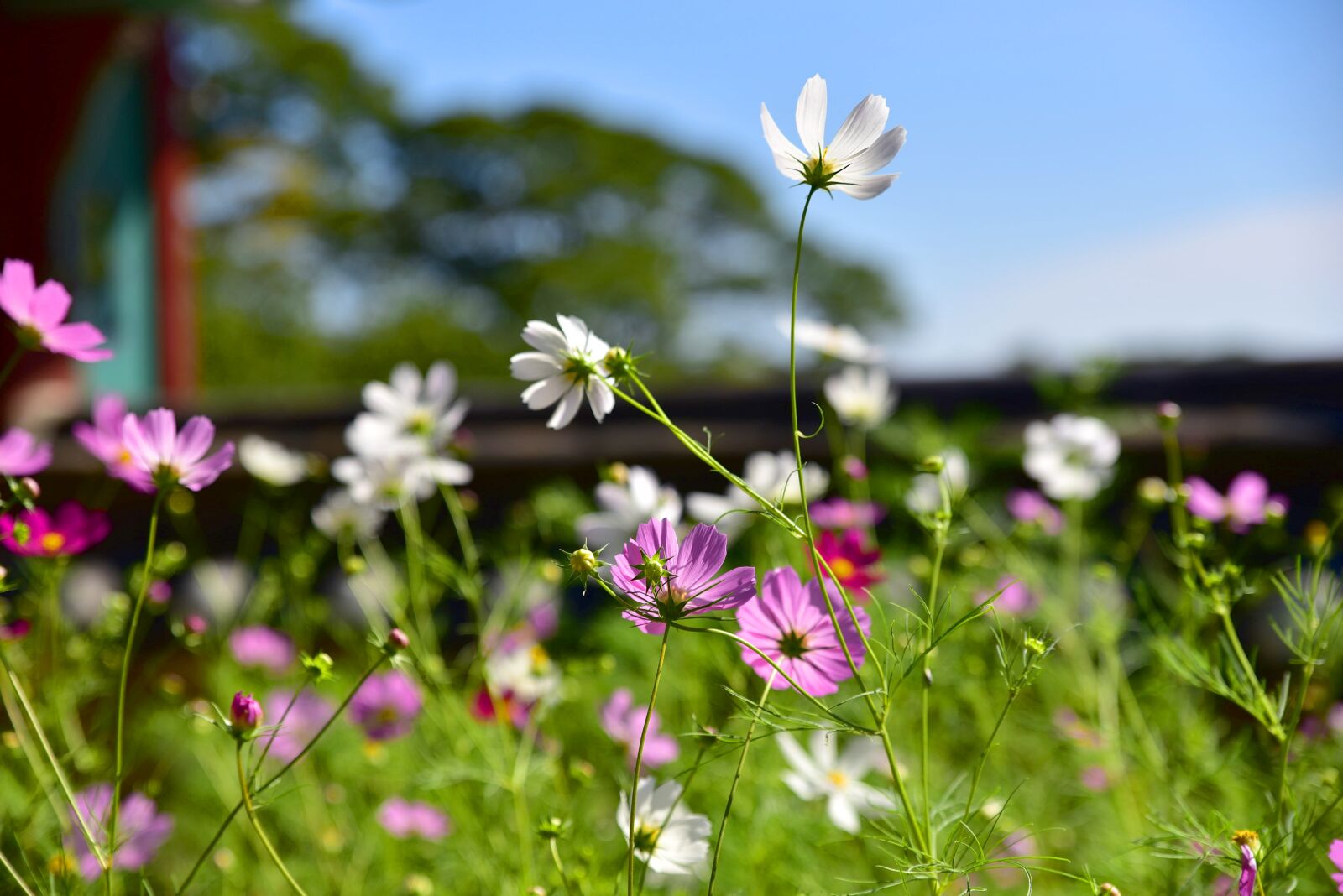 Nikon D750 sample photo. Temple, korea, incheon photography