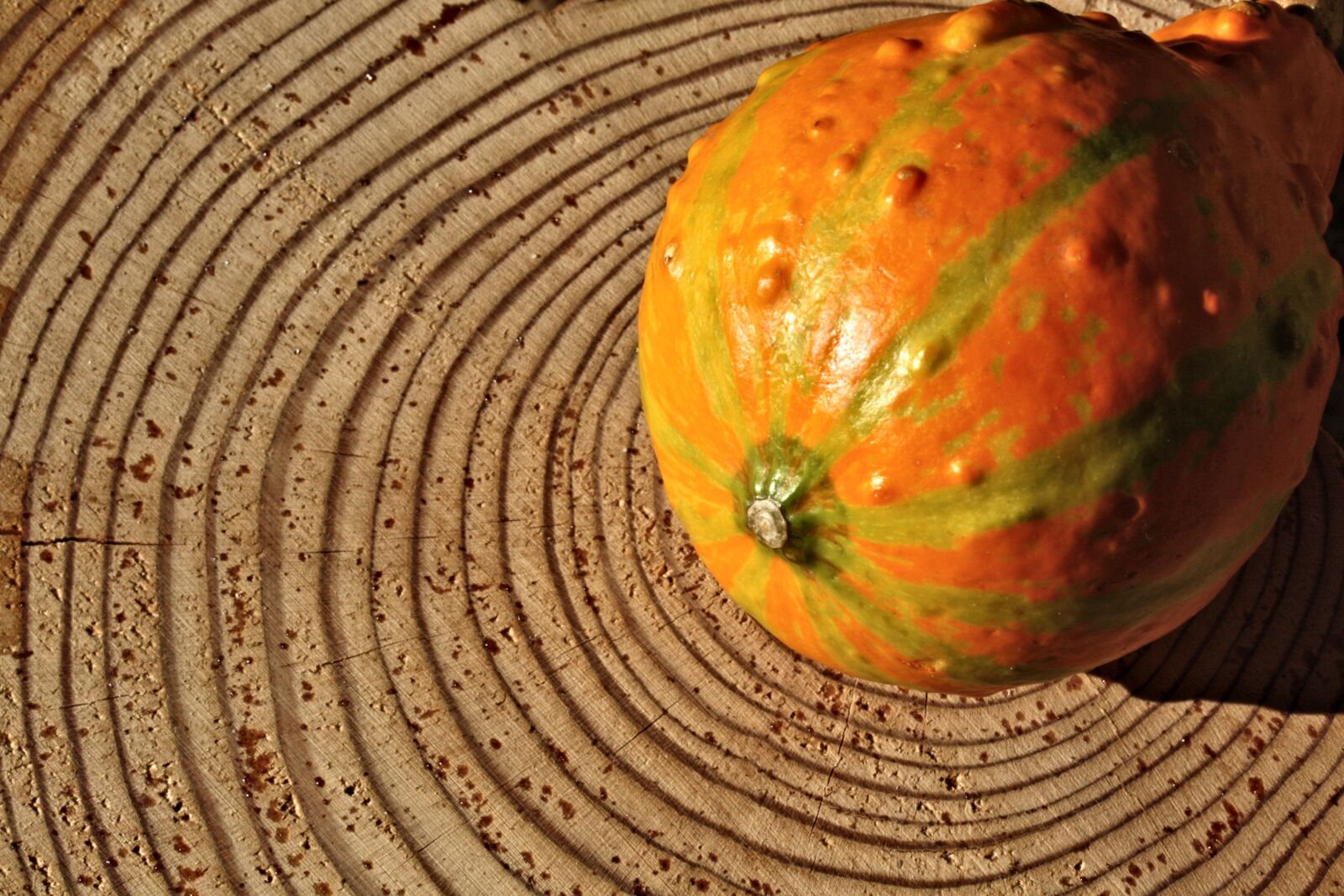 Canon EOS 450D (EOS Rebel XSi / EOS Kiss X2) sample photo. Pumpkin, wood, tree grates photography