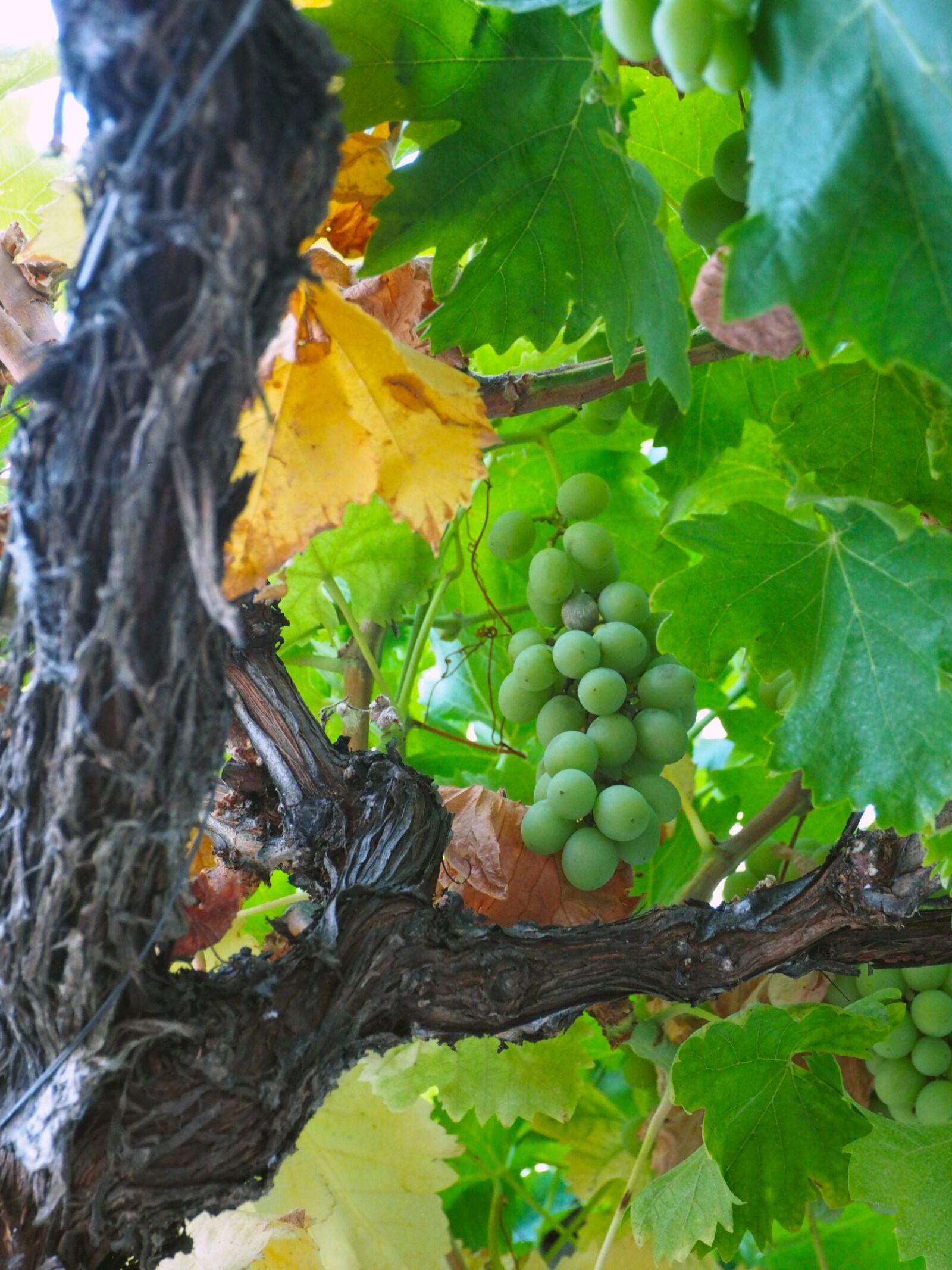 Olympus OM-D E-M1 + OLYMPUS M.12-50mm F3.5-6.3 sample photo. Grape green, vine, vineyard photography