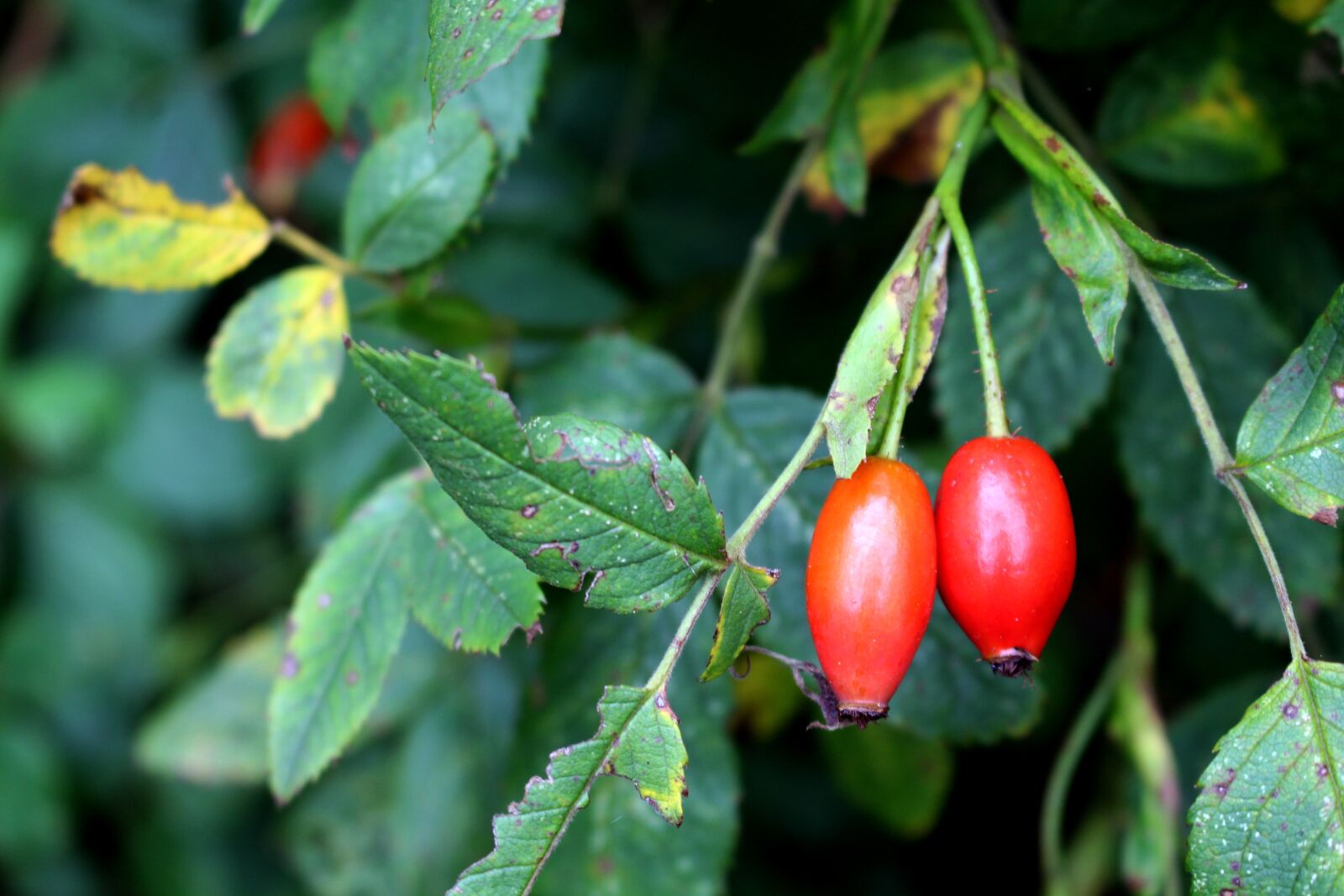 Canon EOS 700D (EOS Rebel T5i / EOS Kiss X7i) sample photo. Rose hip, plant, nature photography