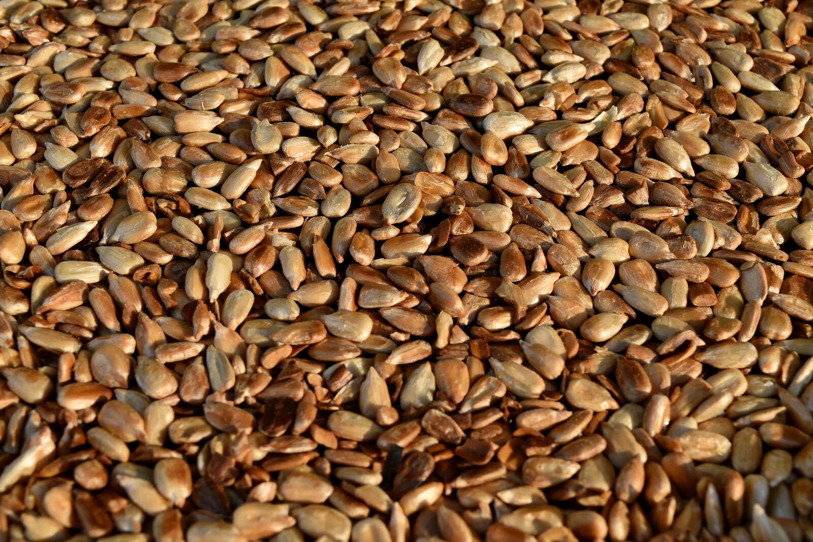 Nikon D5500 sample photo. Dietary, organism, roast, sunflower photography