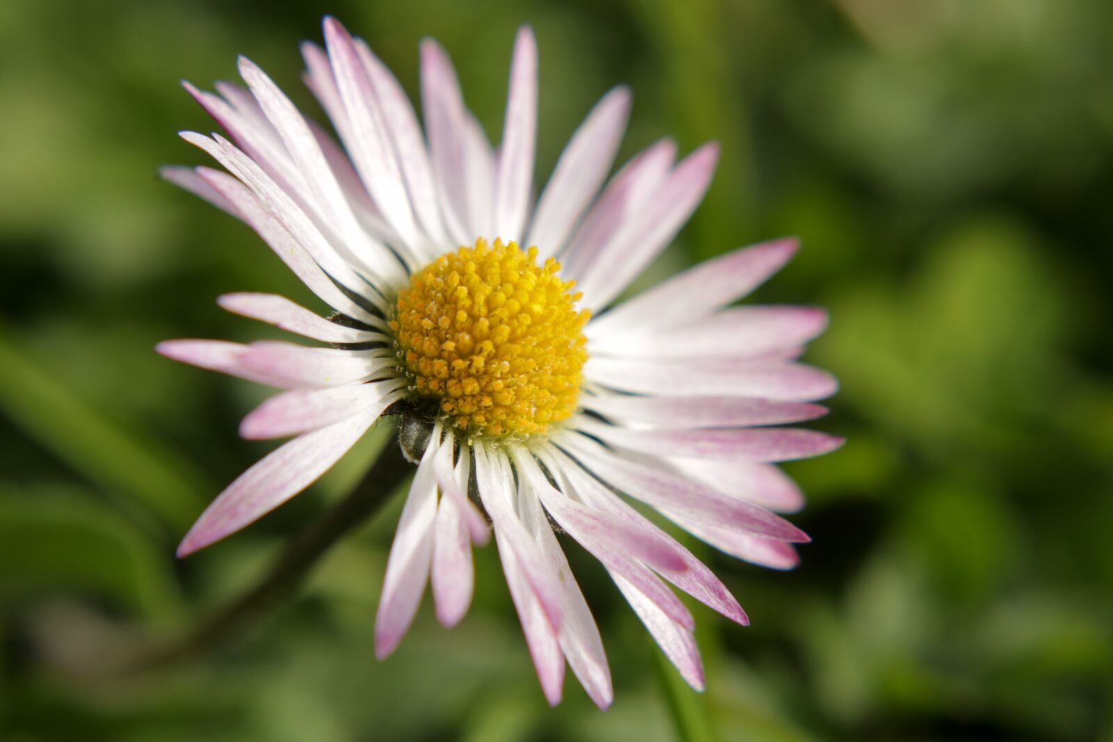 Canon EOS 2000D (EOS Rebel T7 / EOS Kiss X90 / EOS 1500D) sample photo. Daisy, flower, spring photography