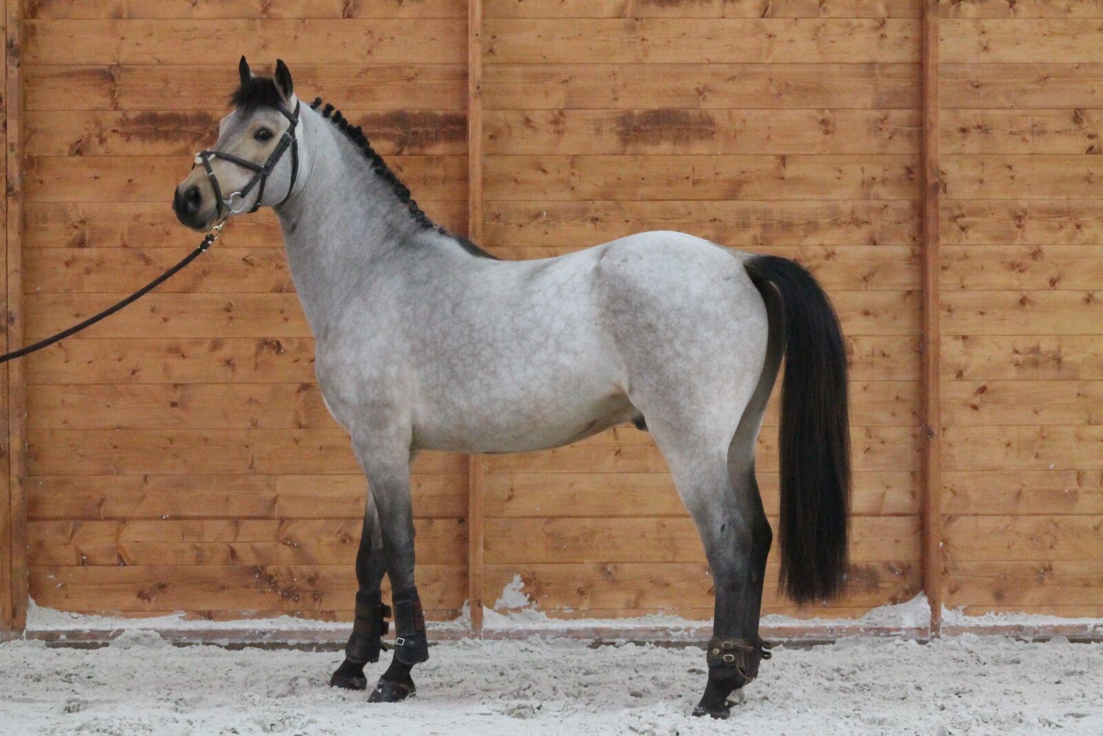 Canon EOS 1100D (EOS Rebel T3 / EOS Kiss X50) sample photo. Pony, horse, standard photography
